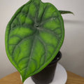 Alocasia Aegis