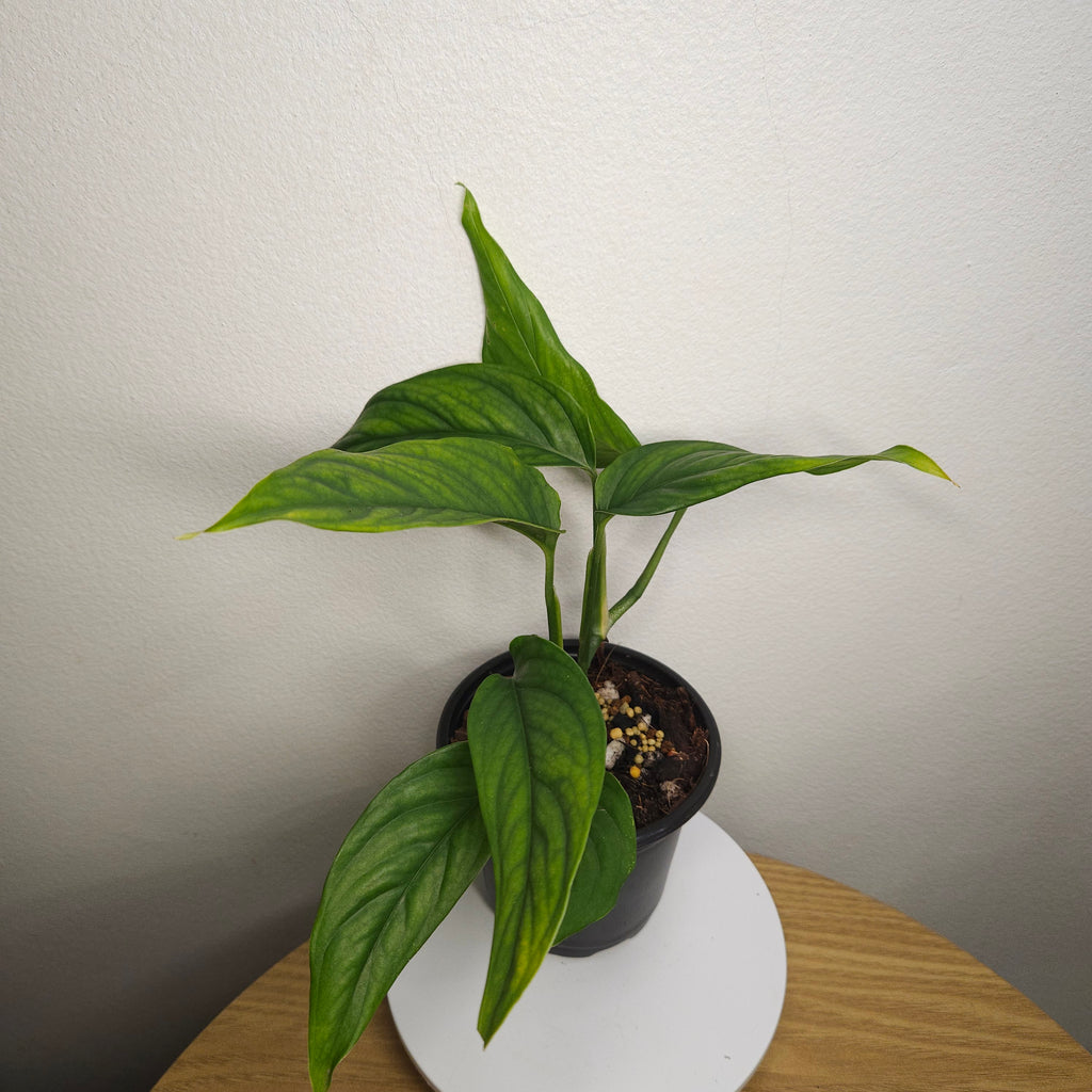 Monstera Obliqua 'Filamentous'