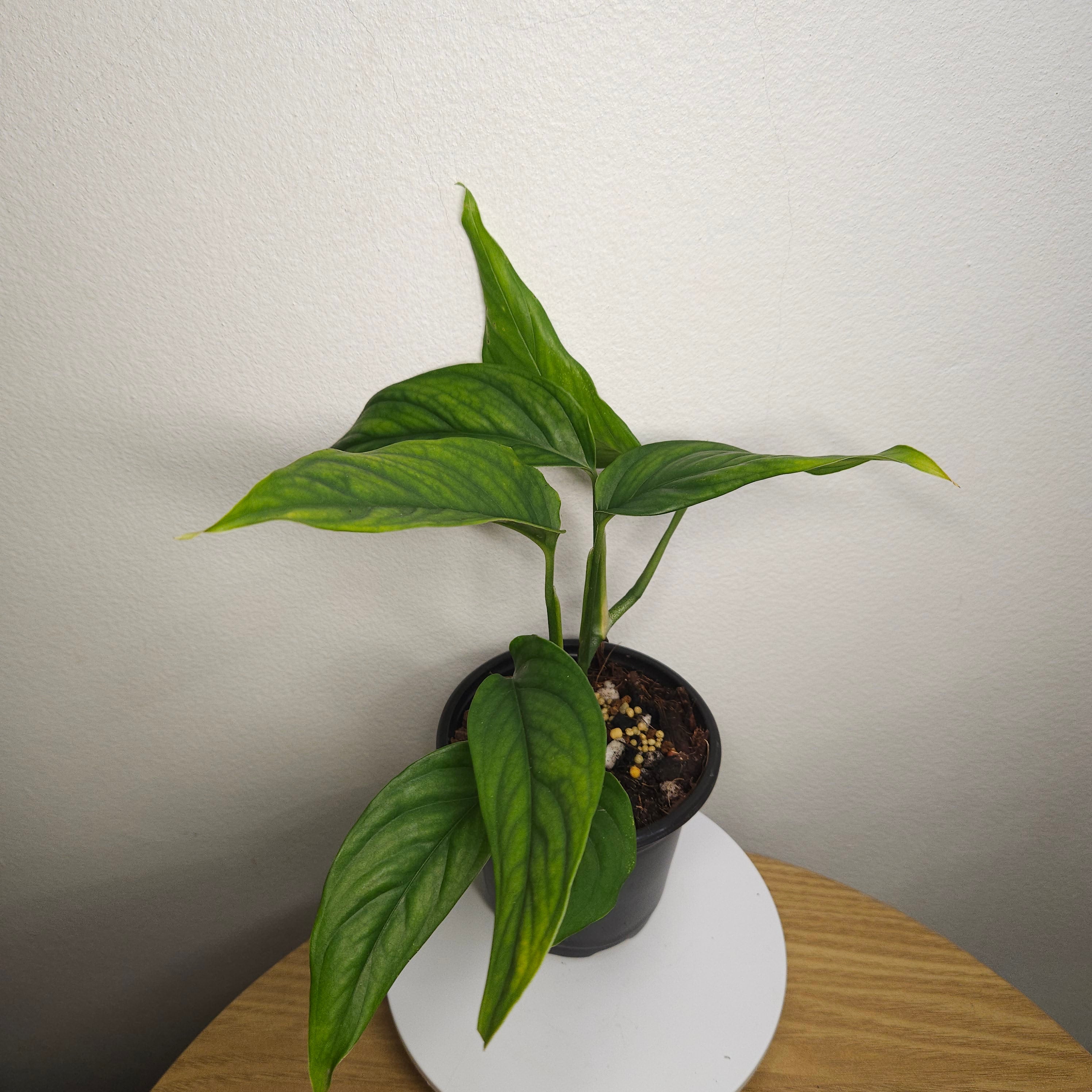 Monstera Obliqua 'Filamentous'