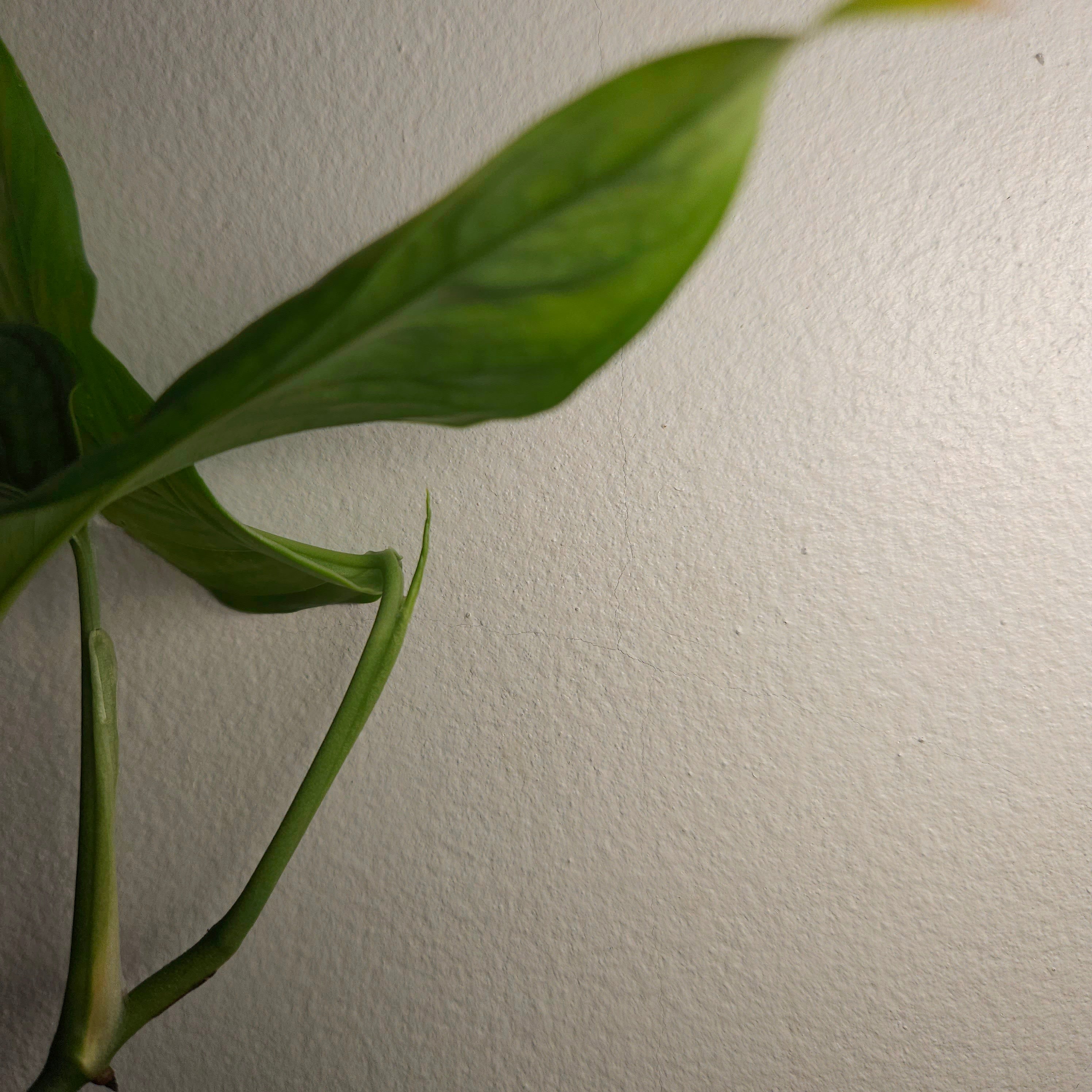 Monstera Obliqua 'Filamentous'