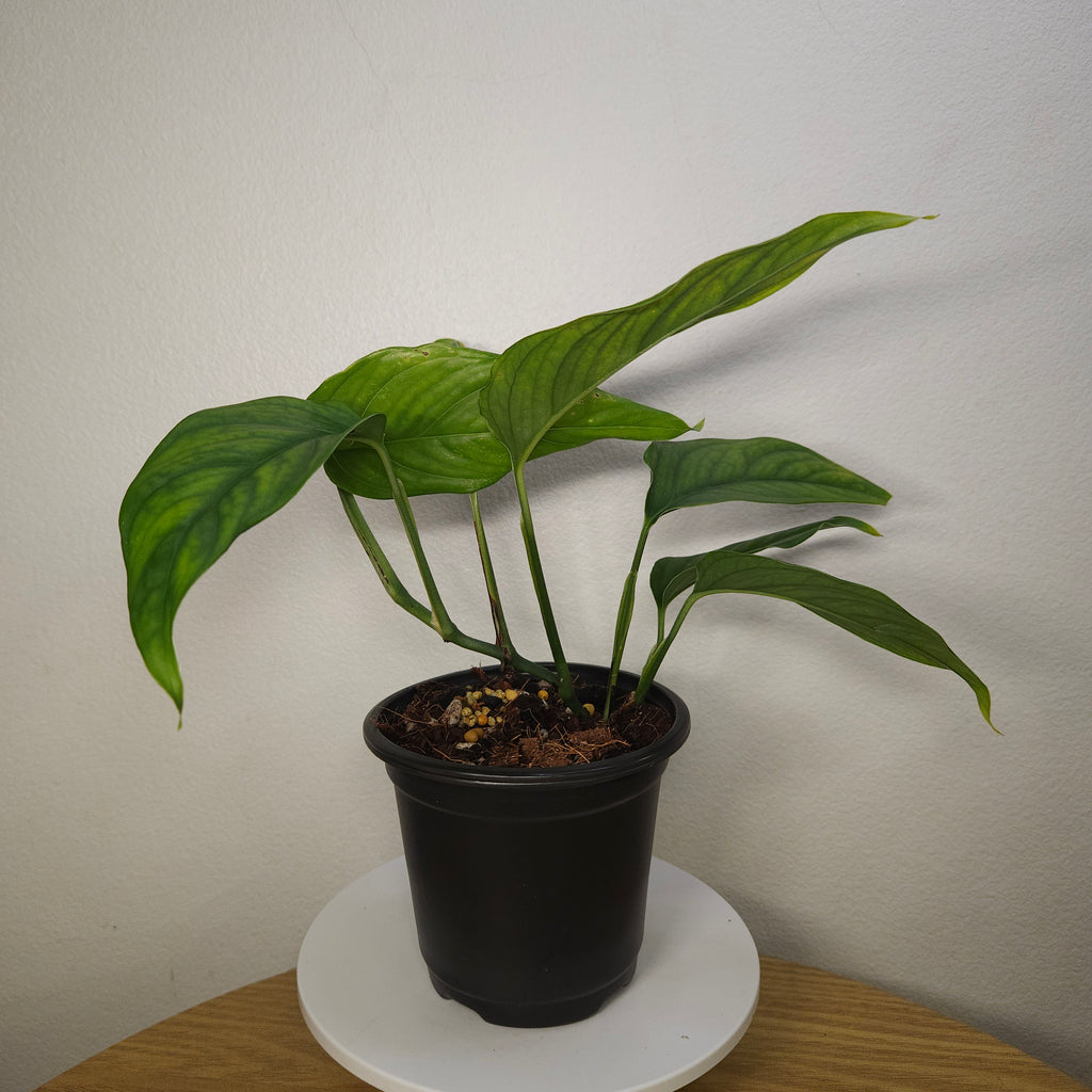 Monstera Obliqua 'Filamentous'