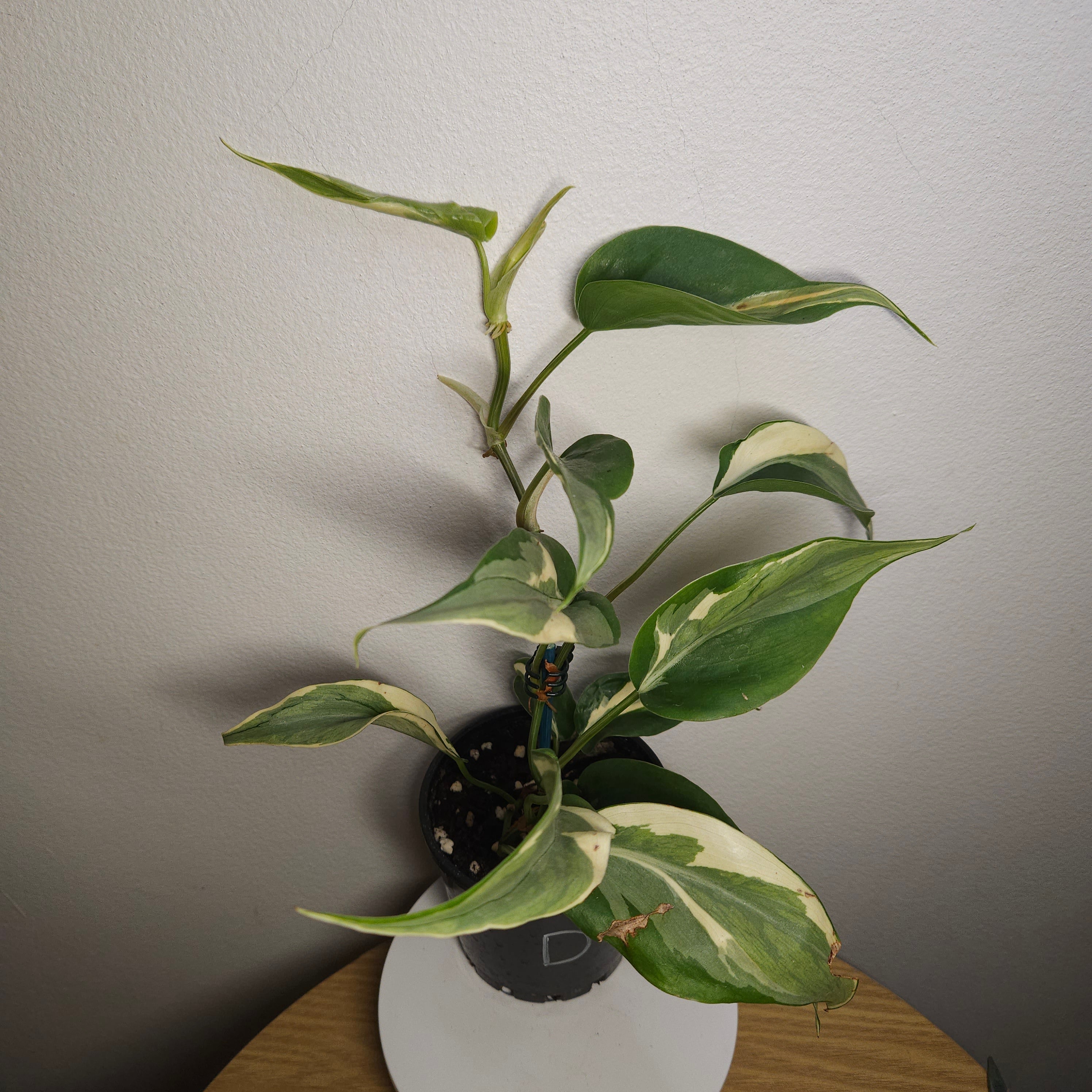 Philodendron Brasil 'Rio'