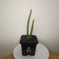 Senecio stapeliiformis – Pickle Plant