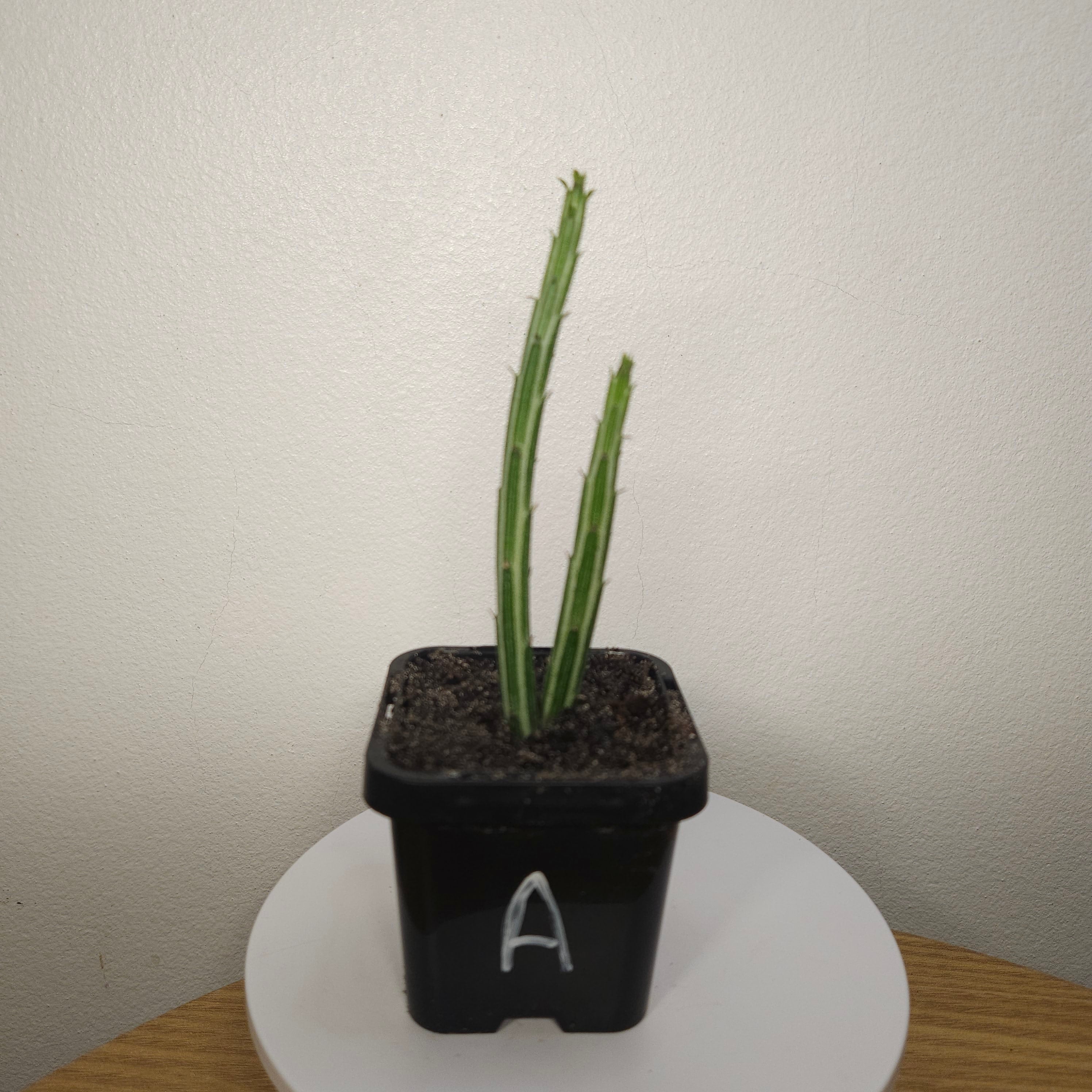 Senecio stapeliiformis – Pickle Plant
