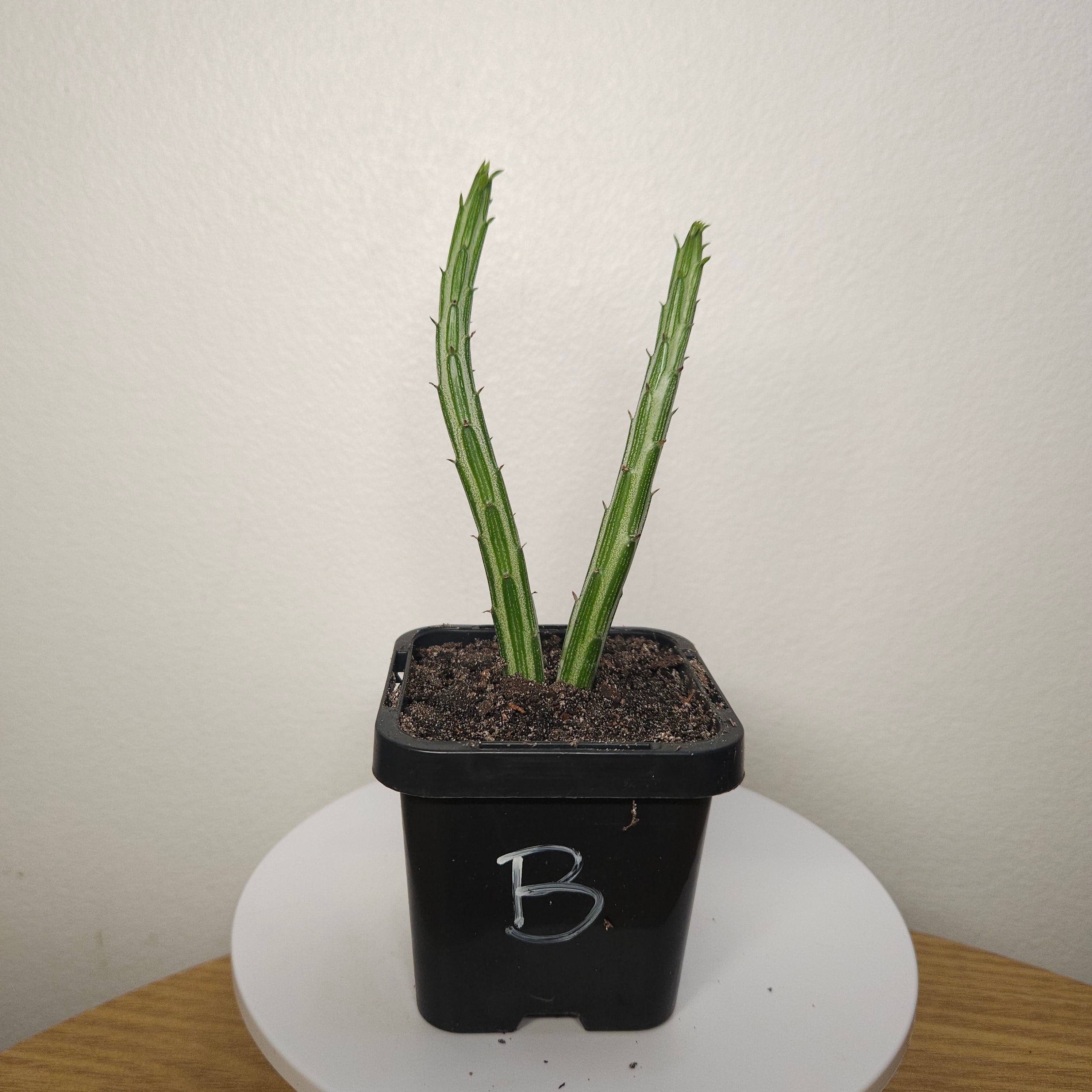 Senecio stapeliiformis – Pickle Plant