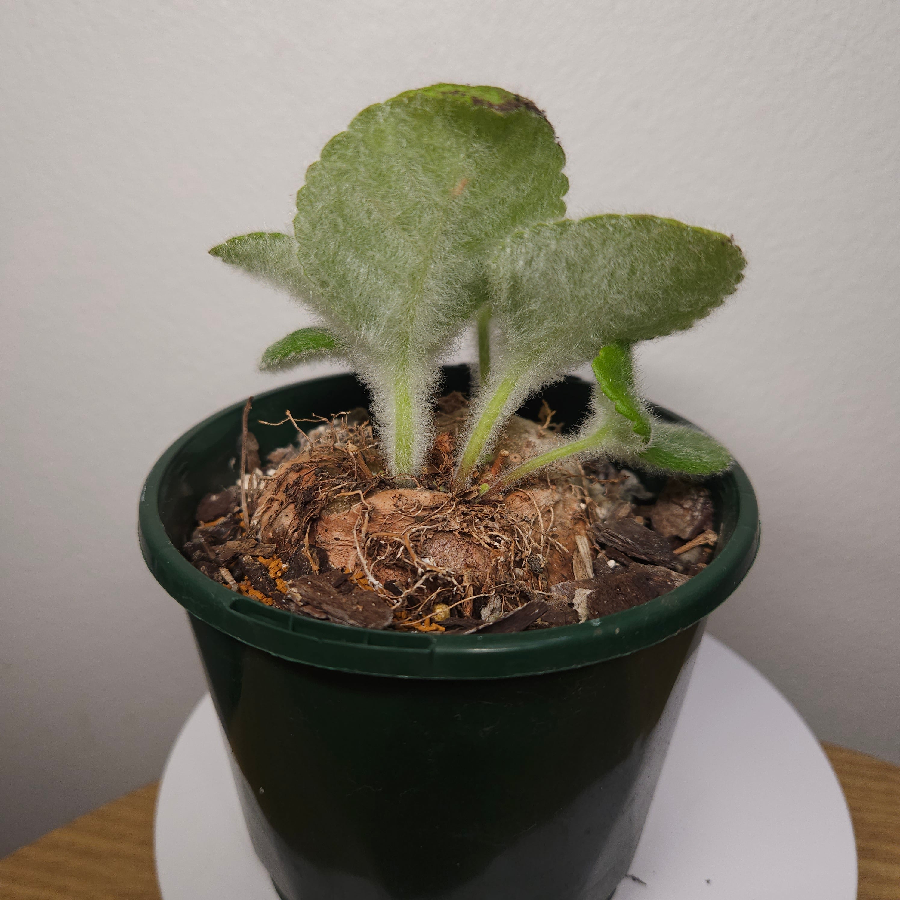 Crushed Velvet Hybrid Leucotricha x Bullata - Lge