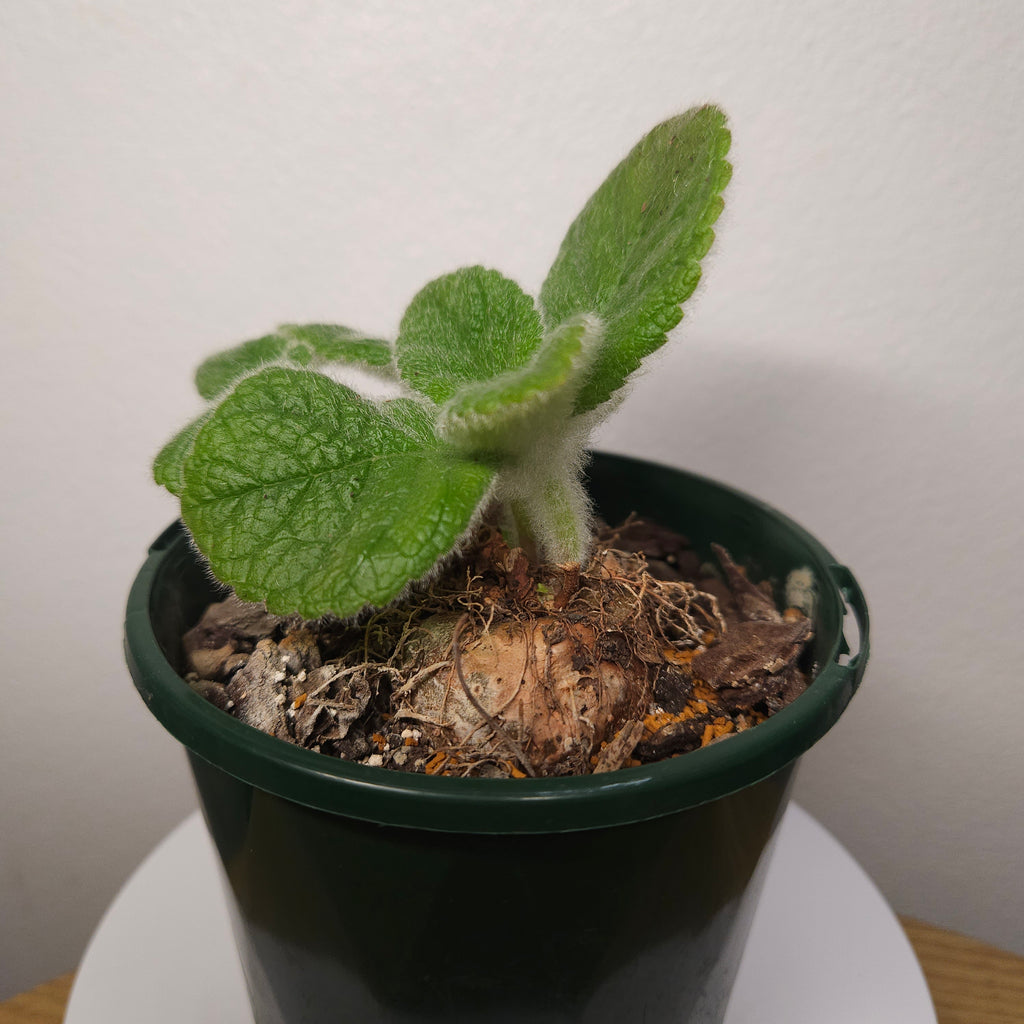 Crushed Velvet Hybrid Leucotricha x Bullata - Lge