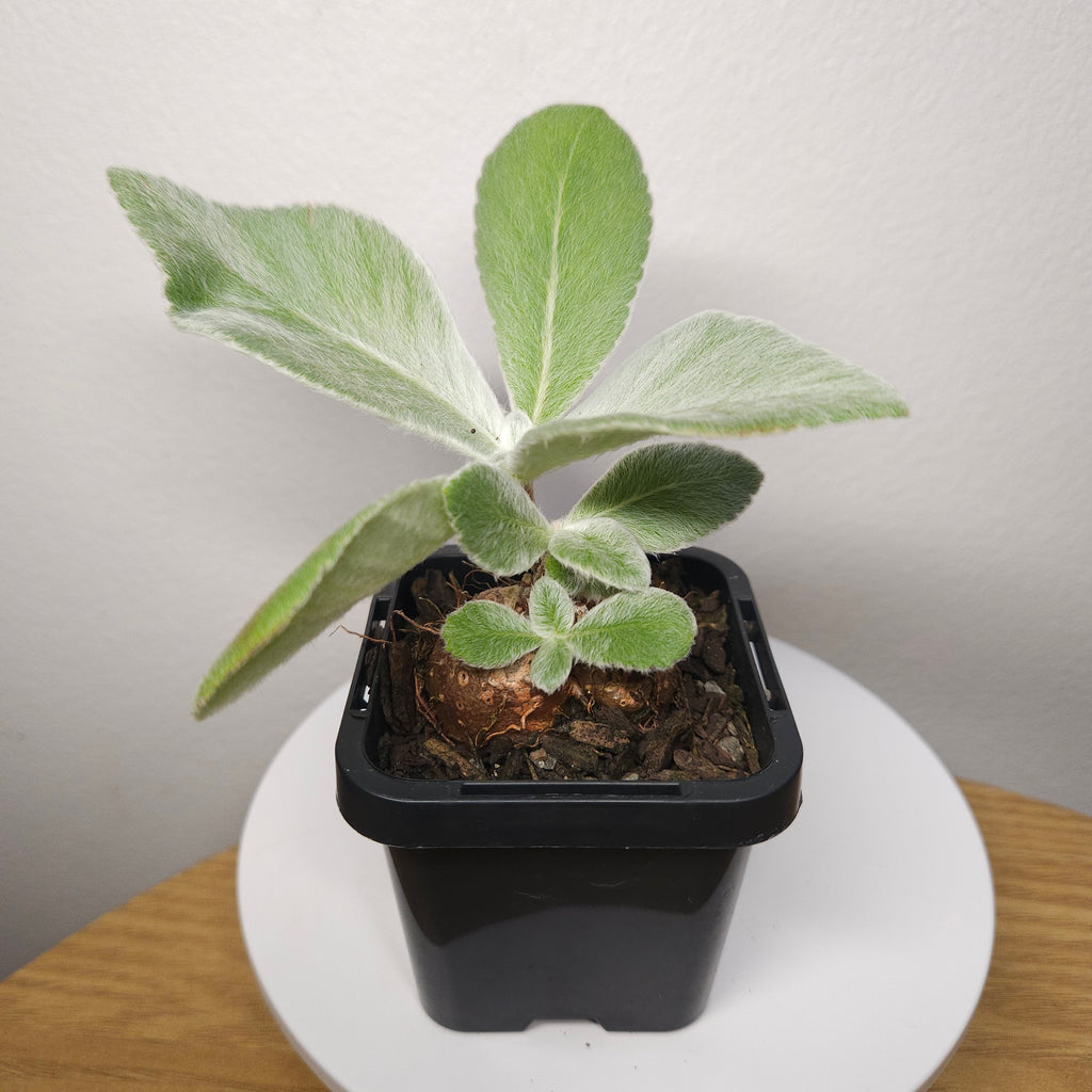 Crushed Velvet Hybrid Leucotricha x Bullata - sm