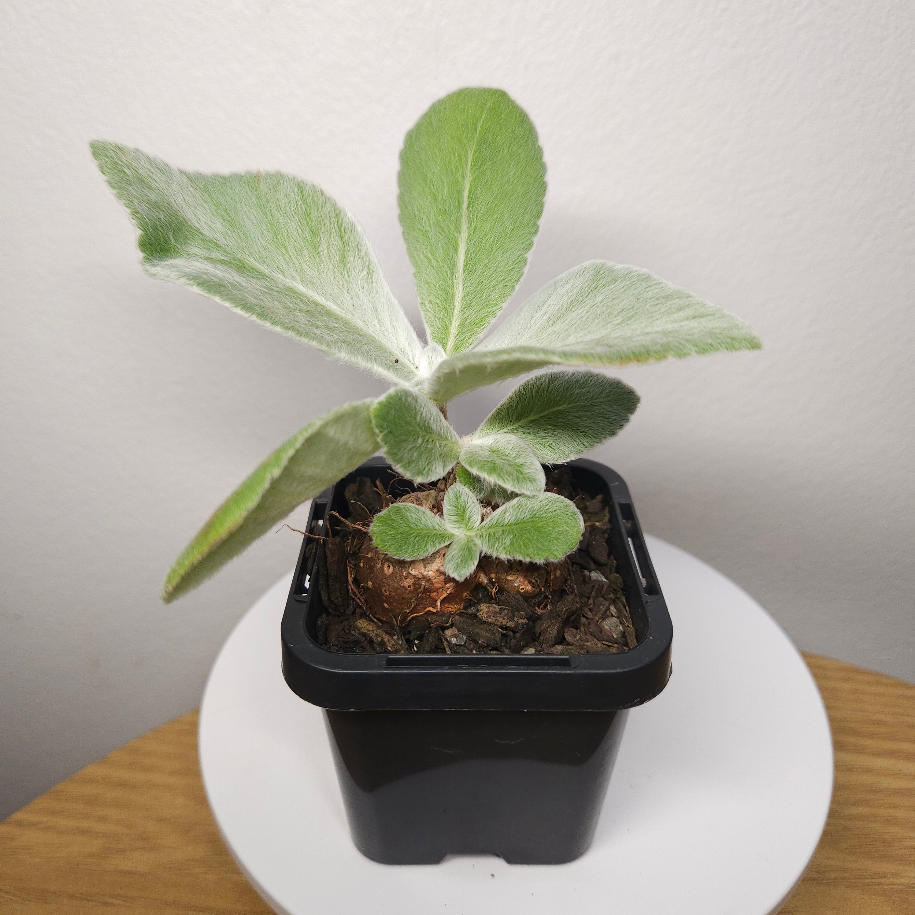 Crushed Velvet Hybrid Leucotricha x Bullata - sm