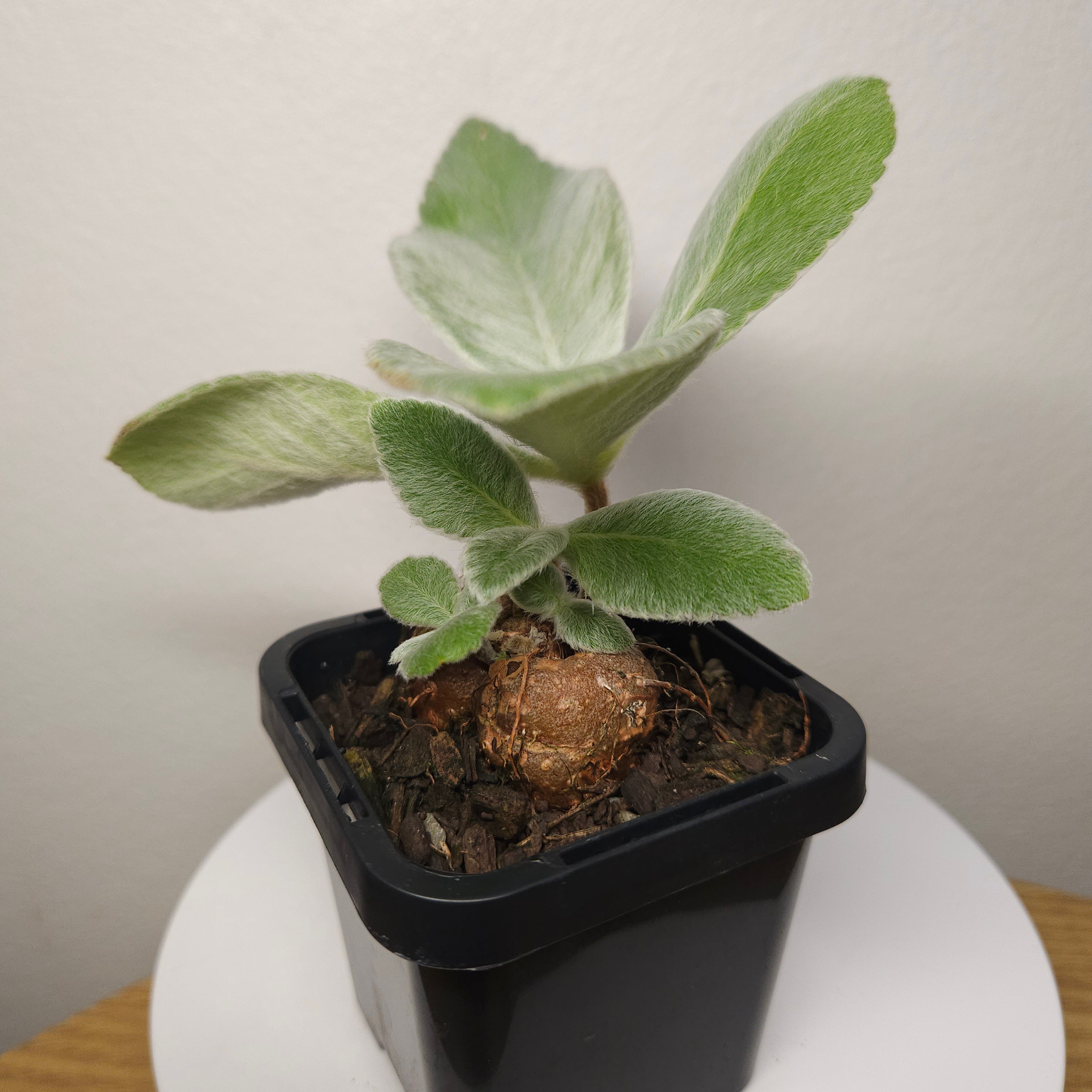 Crushed Velvet Hybrid Leucotricha x Bullata - sm