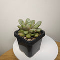 Graptoveria 'Amethorum'