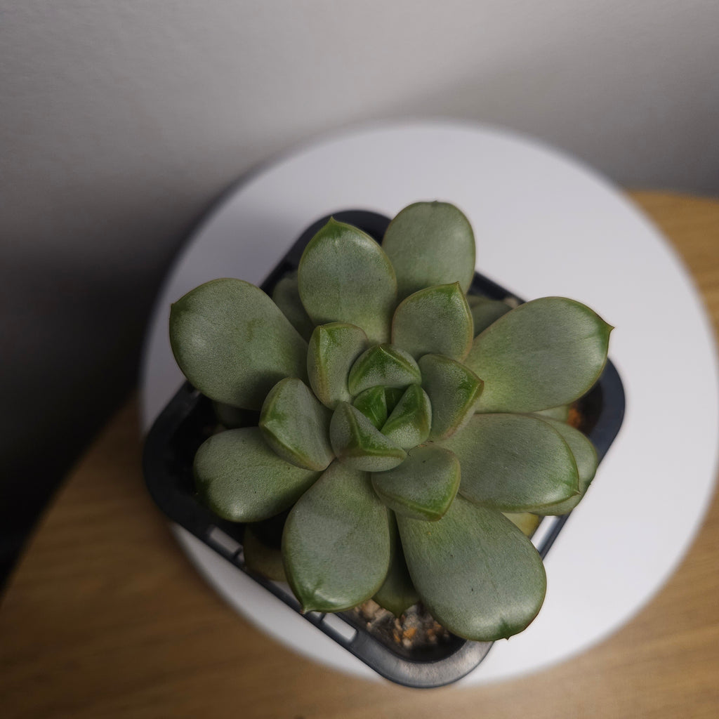 Graptoveria 'Amethorum'