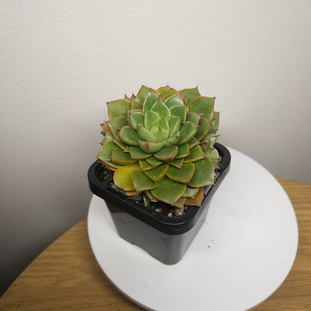 Echeveria 'Shamrock' multihead