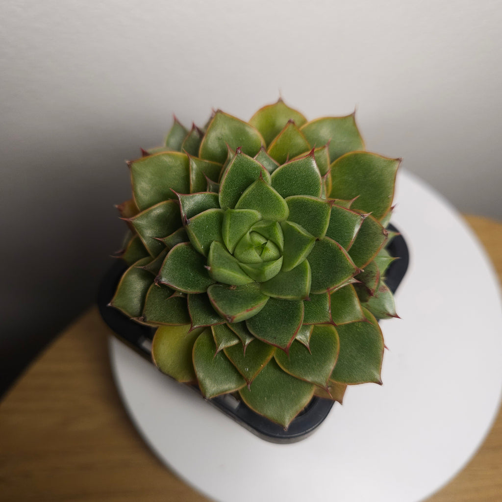 Echeveria 'Shamrock' multihead