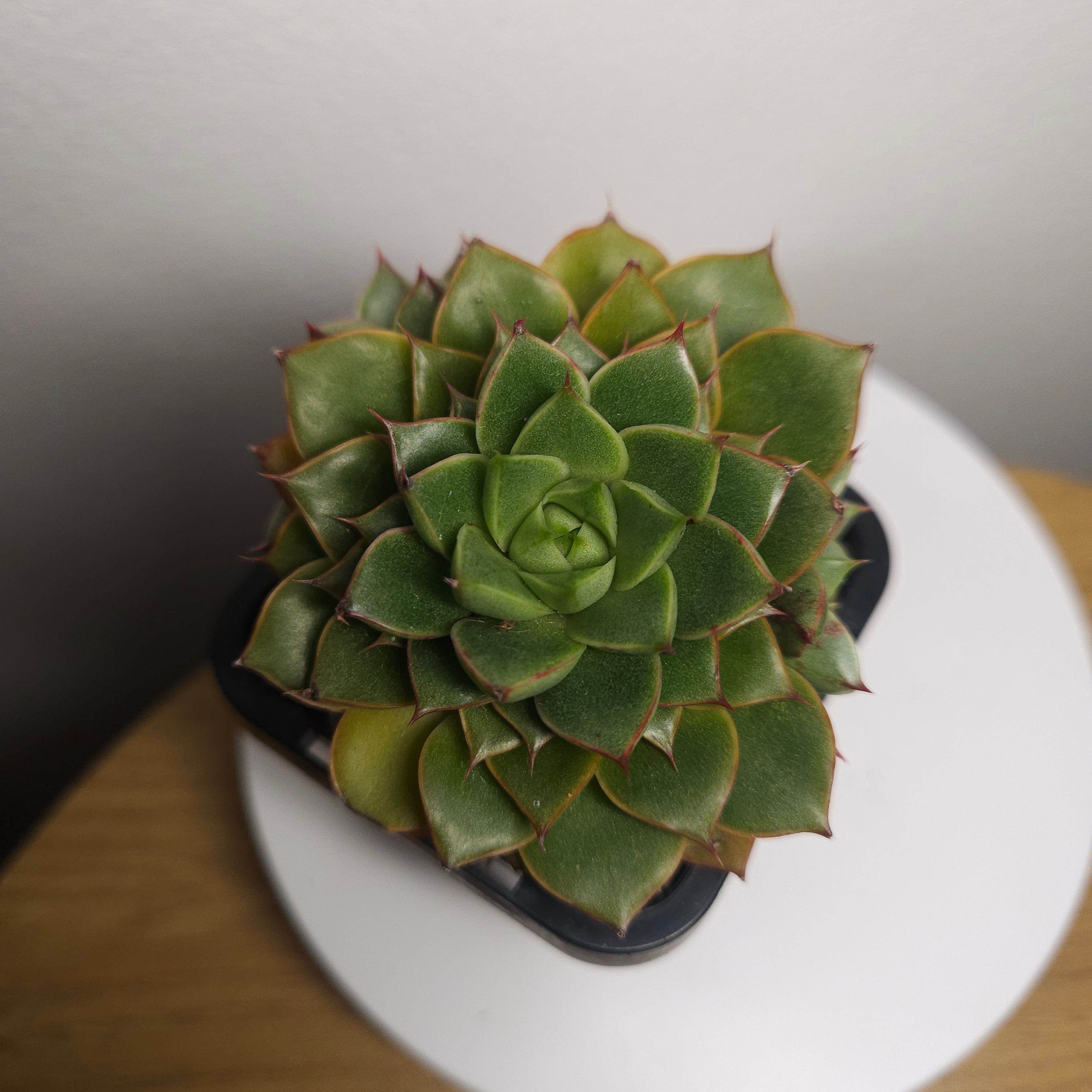 Echeveria 'Shamrock' multihead