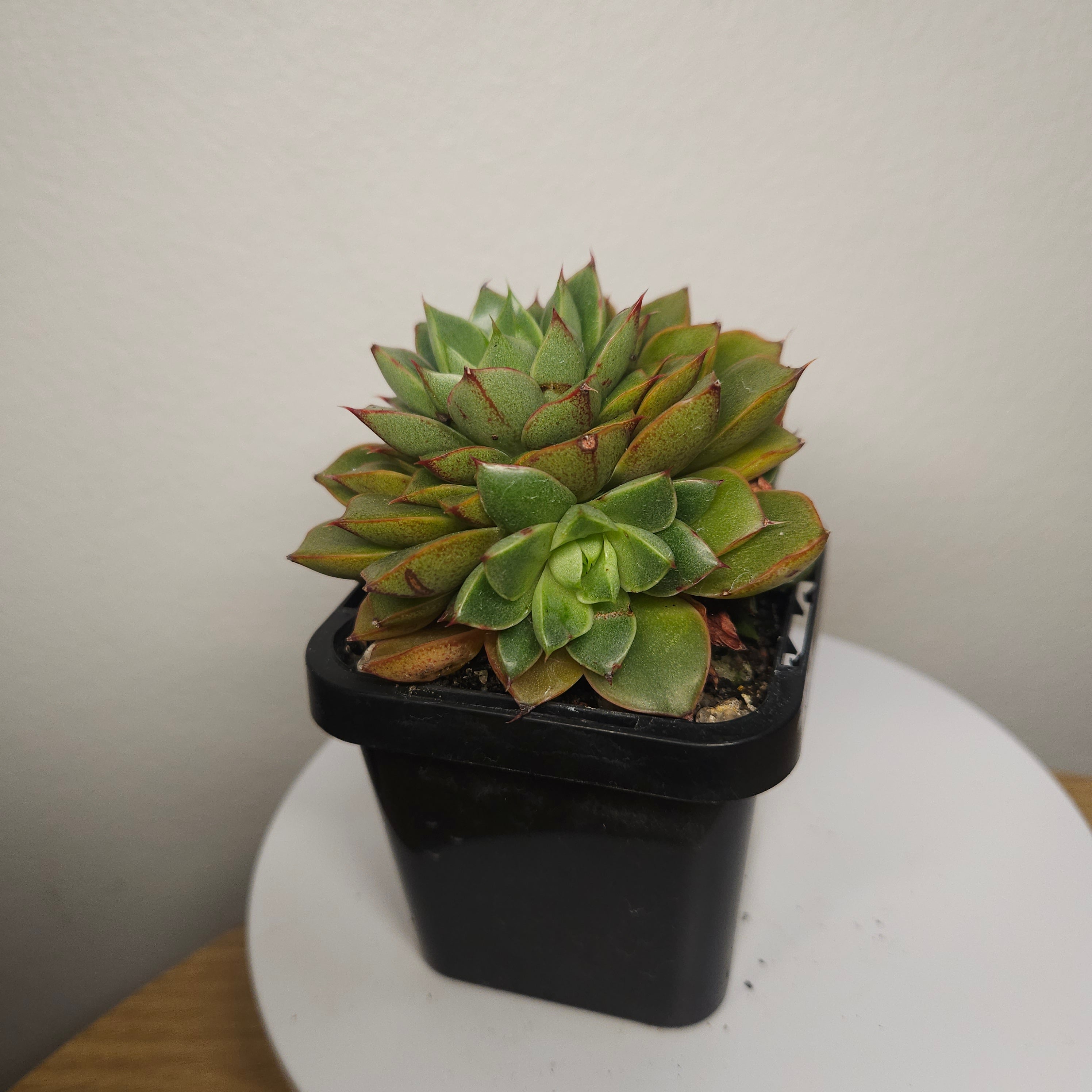 Echeveria 'Shamrock' multihead