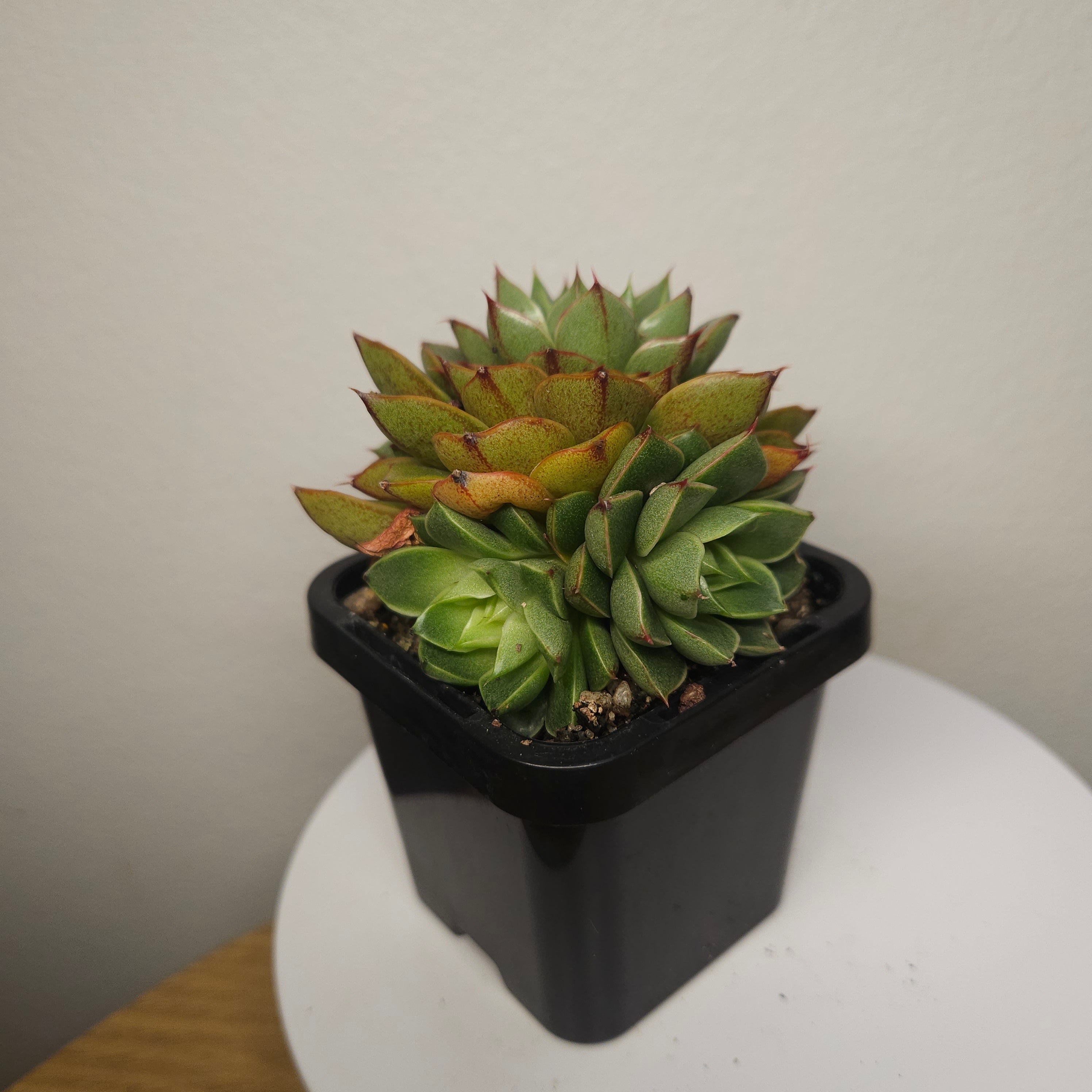 Echeveria 'Shamrock' multihead