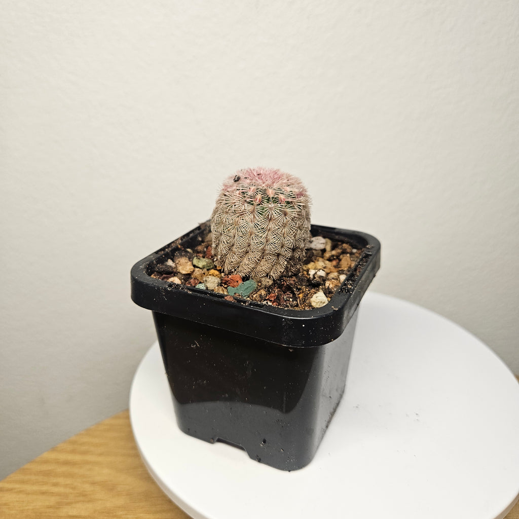 Echinocereus rigidissimus var. rubrispinus 'Rainbow Cactus'