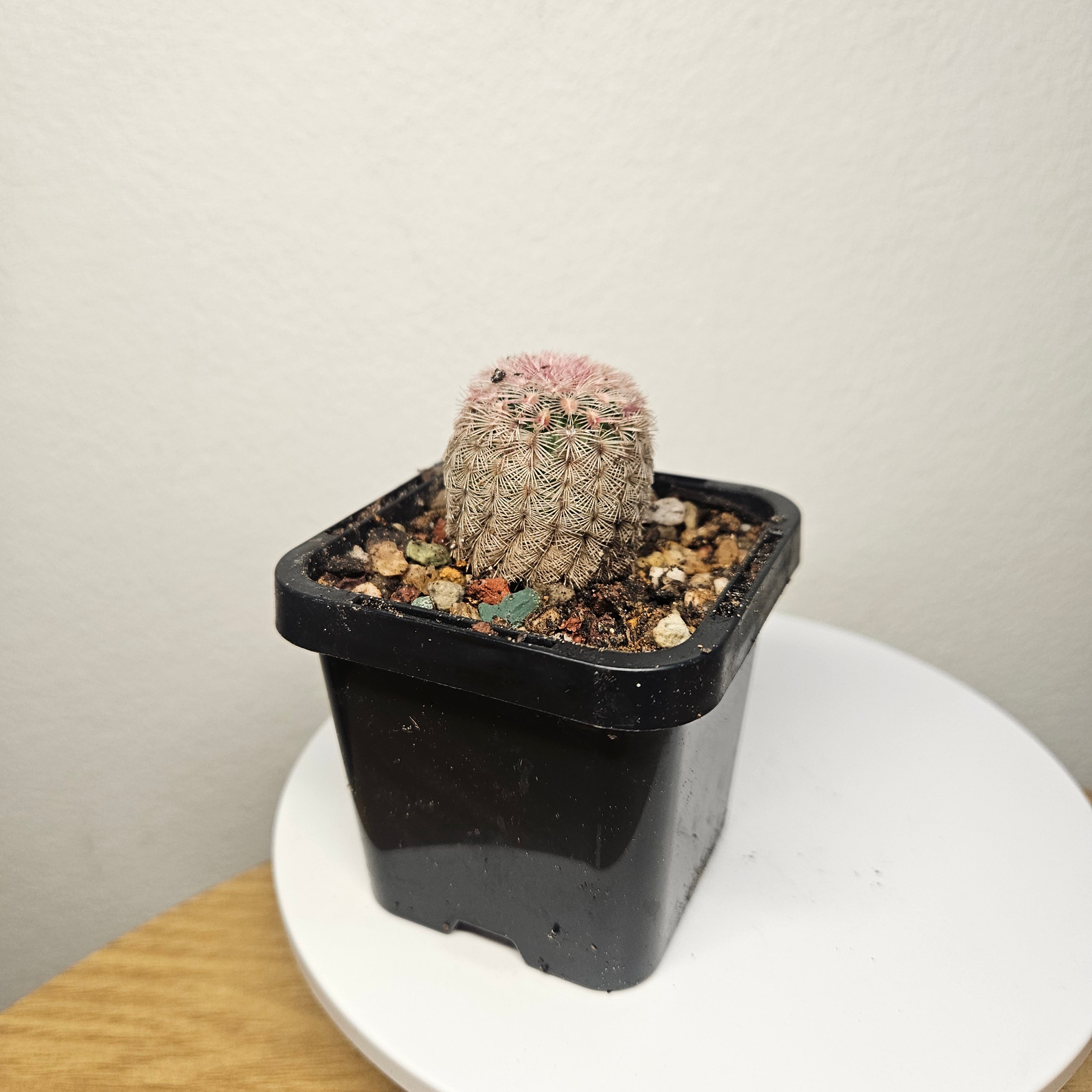 Echinocereus rigidissimus var. rubrispinus 'Rainbow Cactus'