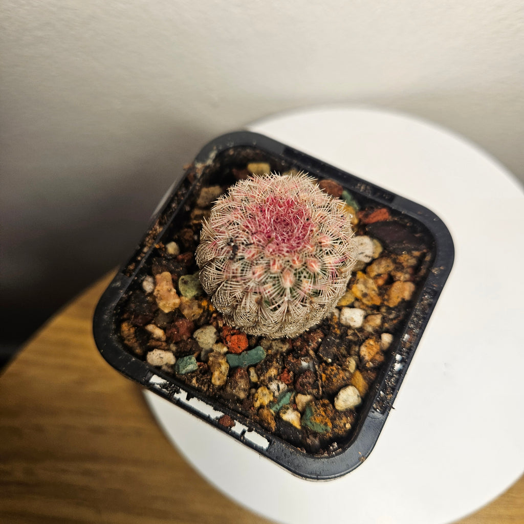 Echinocereus rigidissimus var. rubrispinus 'Rainbow Cactus'