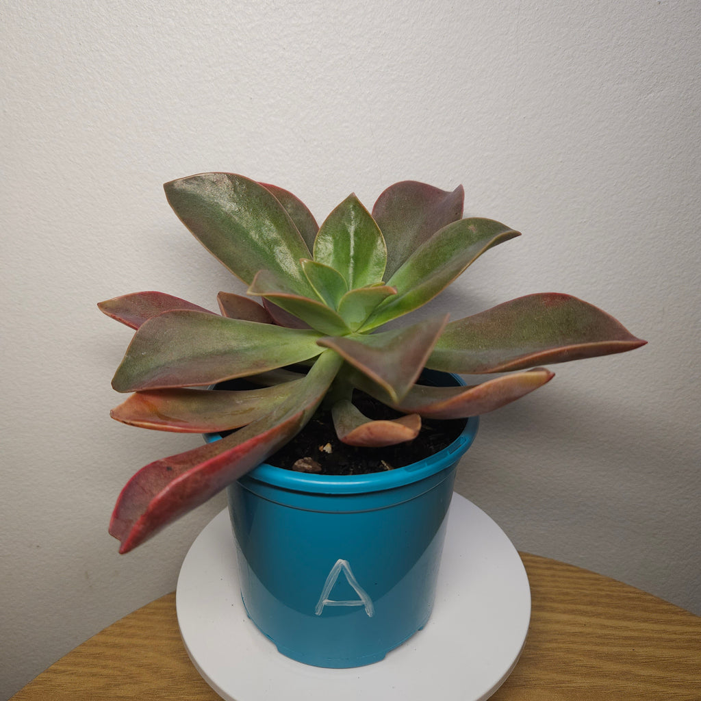 Graptoveria Fred Ives