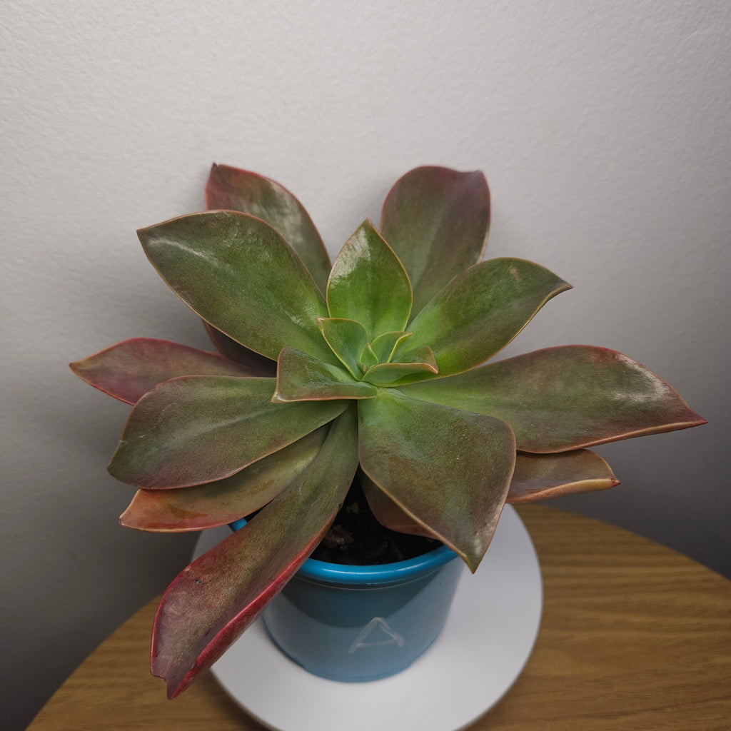 Graptoveria Fred Ives