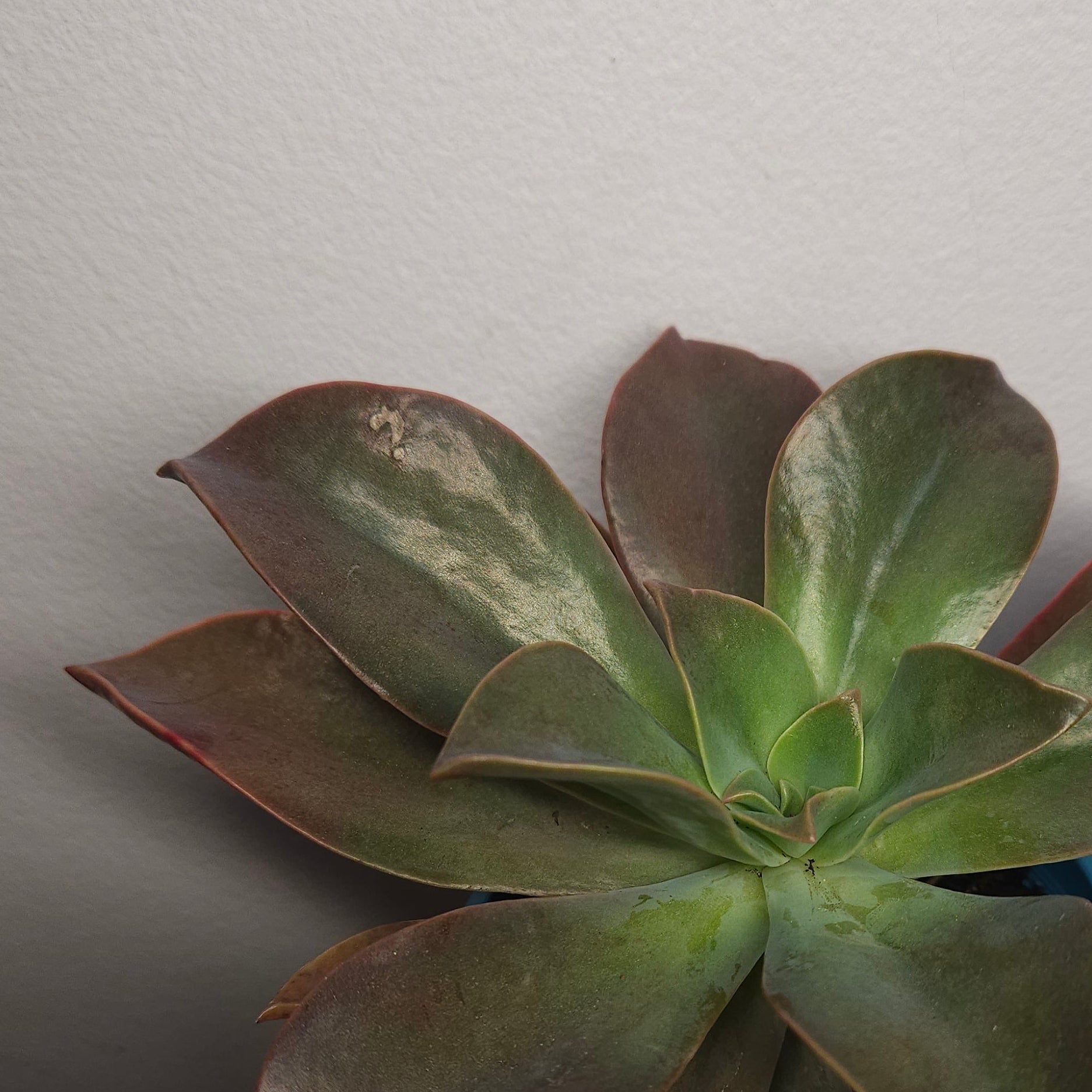 Graptoveria Fred Ives