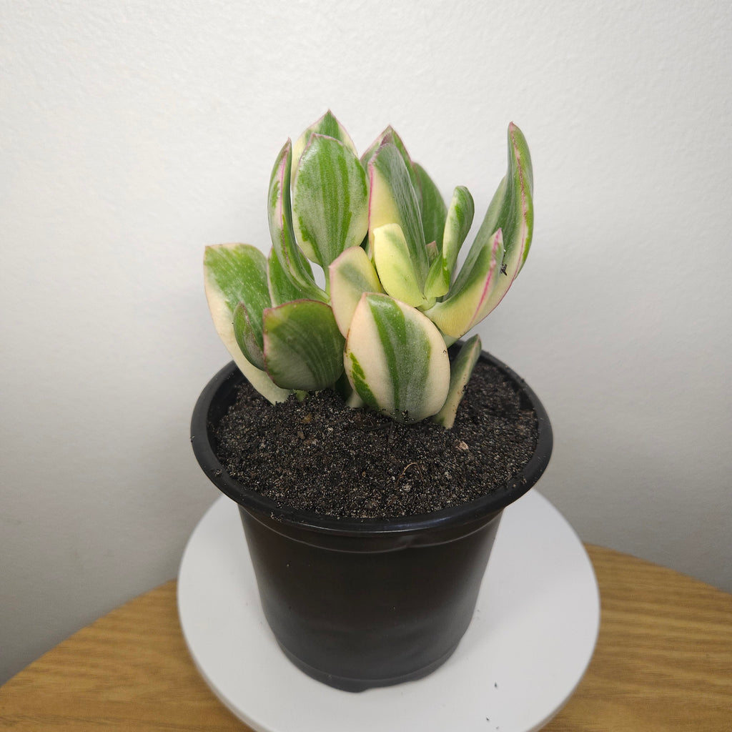 Crassula ovata Variegata