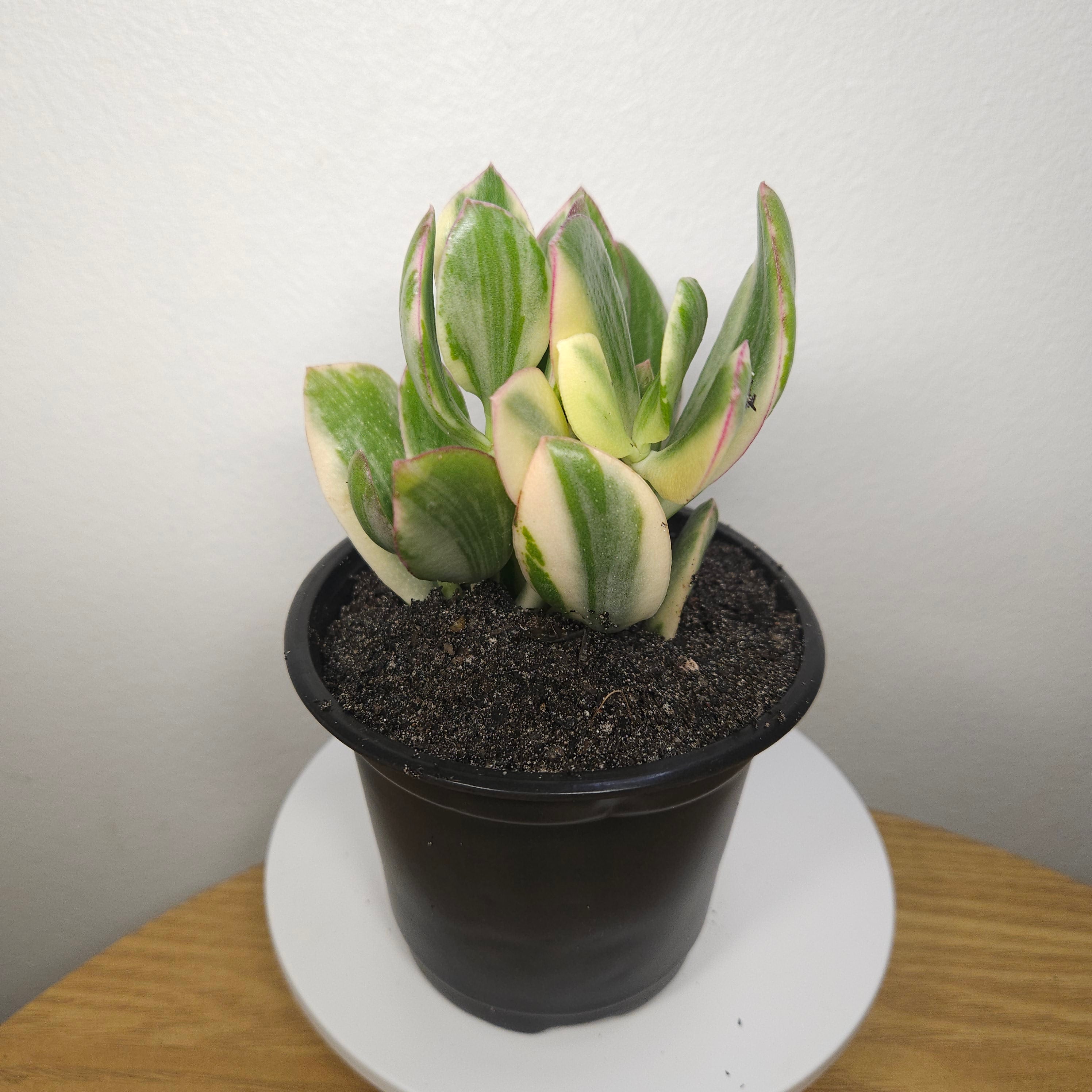 Crassula ovata Variegata