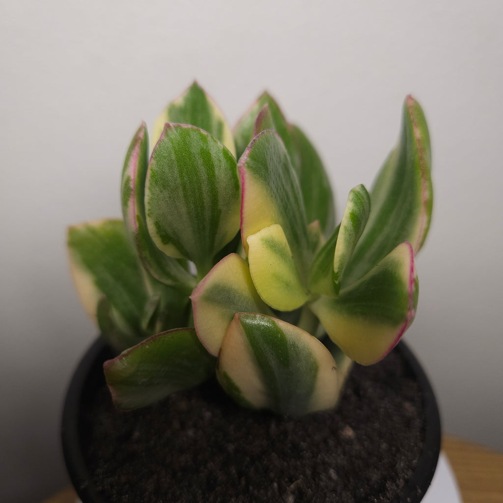 Crassula ovata Variegata