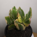 Crassula ovata Variegata