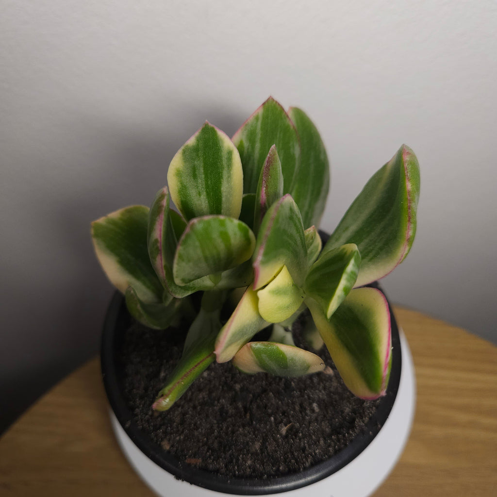 Crassula ovata Variegata