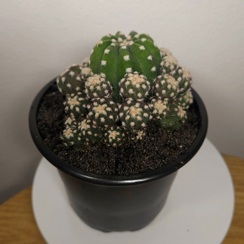 Echinopsis subdenudata var. compacta