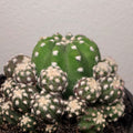 Echinopsis subdenudata var. compacta