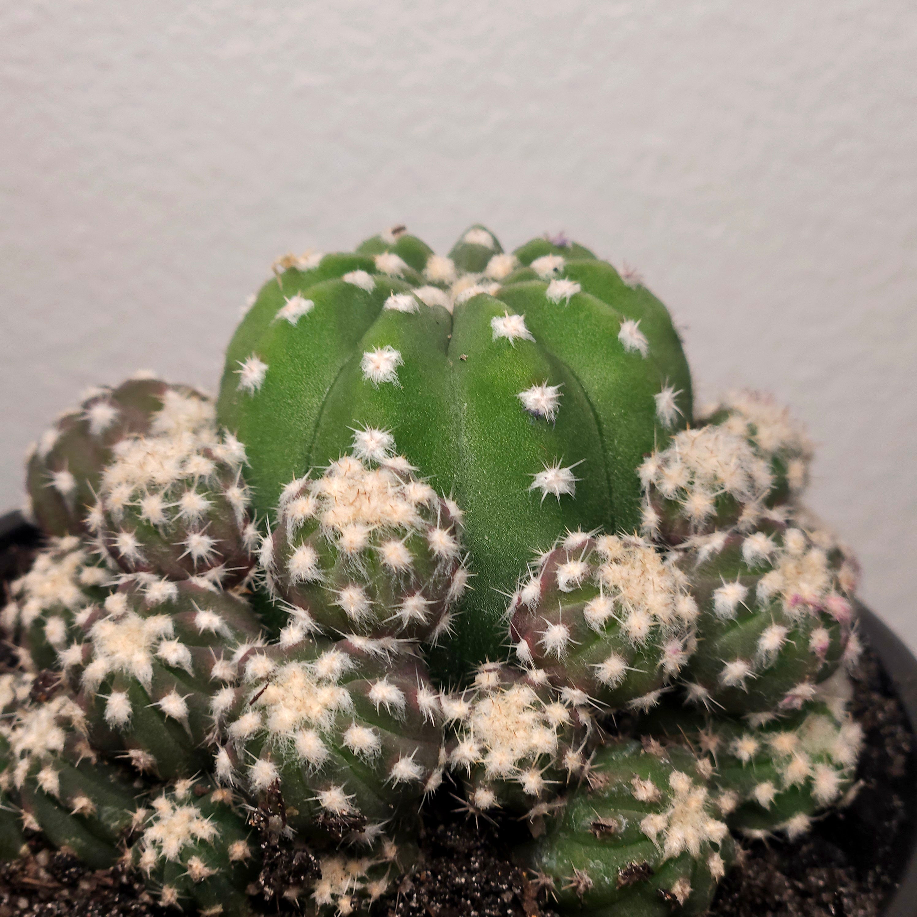 Echinopsis subdenudata var. compacta