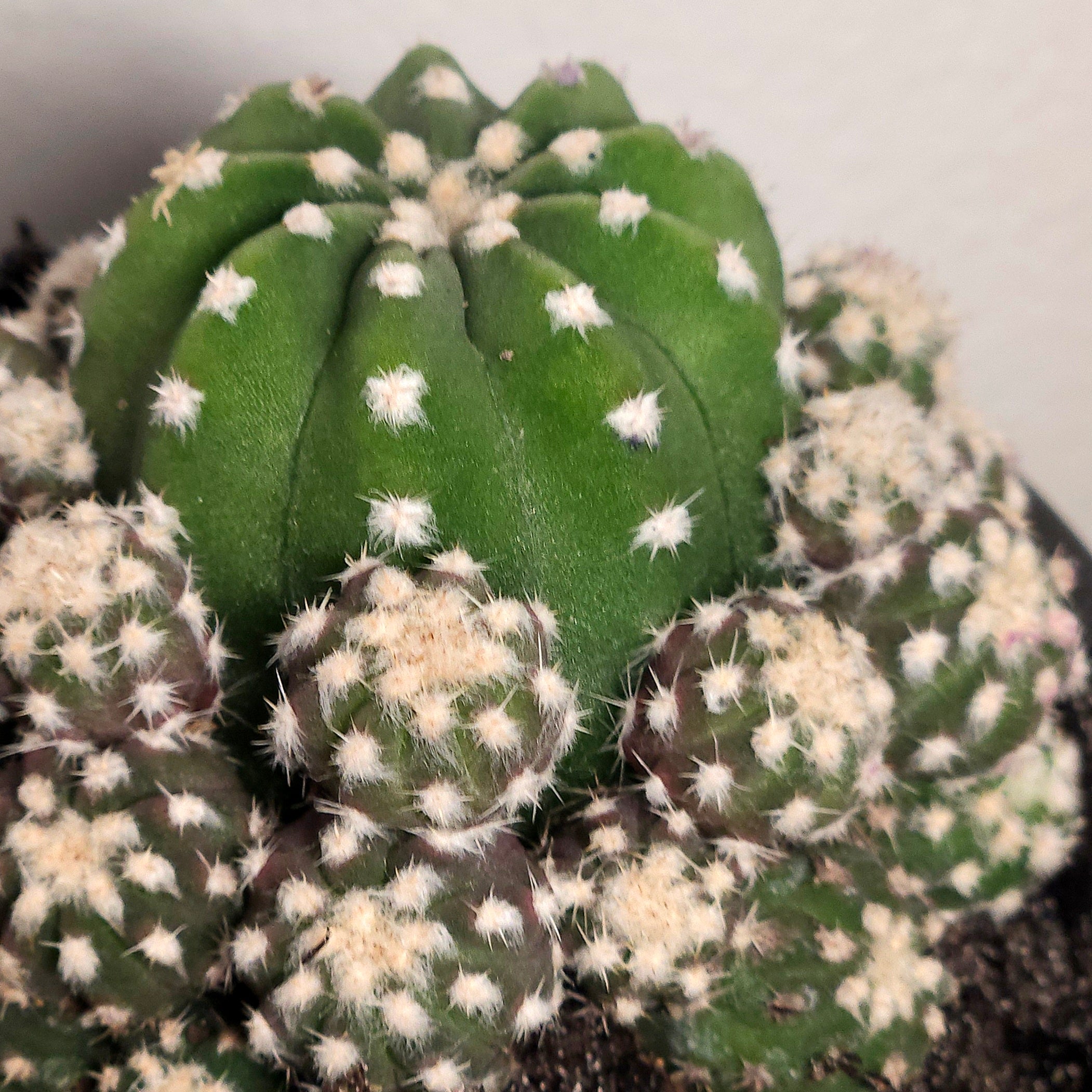 Echinopsis subdenudata var. compacta