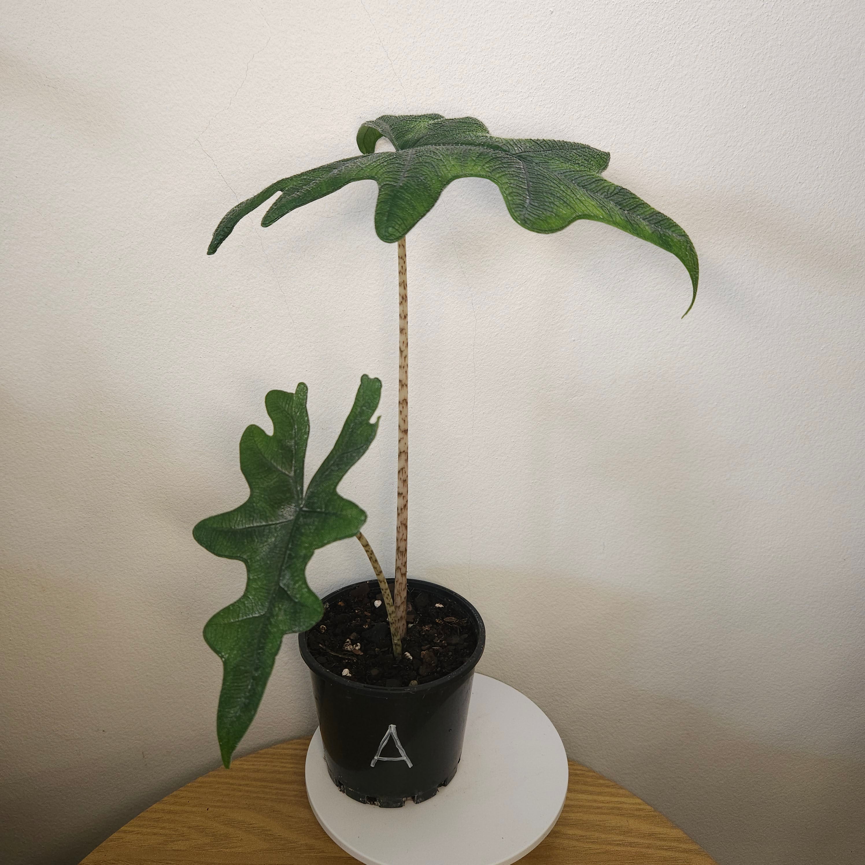 Alocasia Jacklyn – Rare Textured Leaf Alocasia
