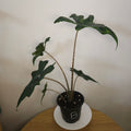 Alocasia Jacklyn – Rare Textured Leaf Alocasia
