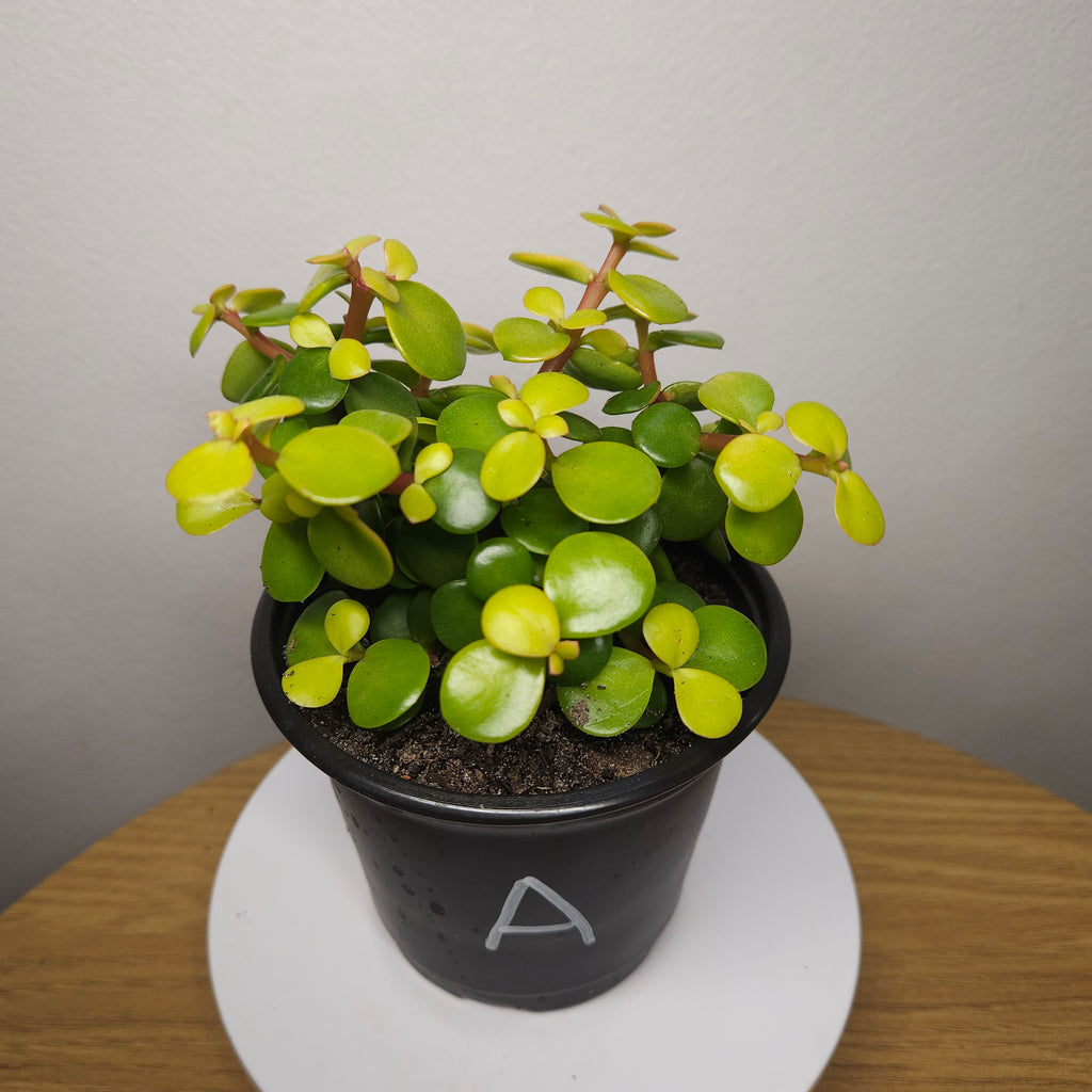 Portulacaria afra 'Aurea'