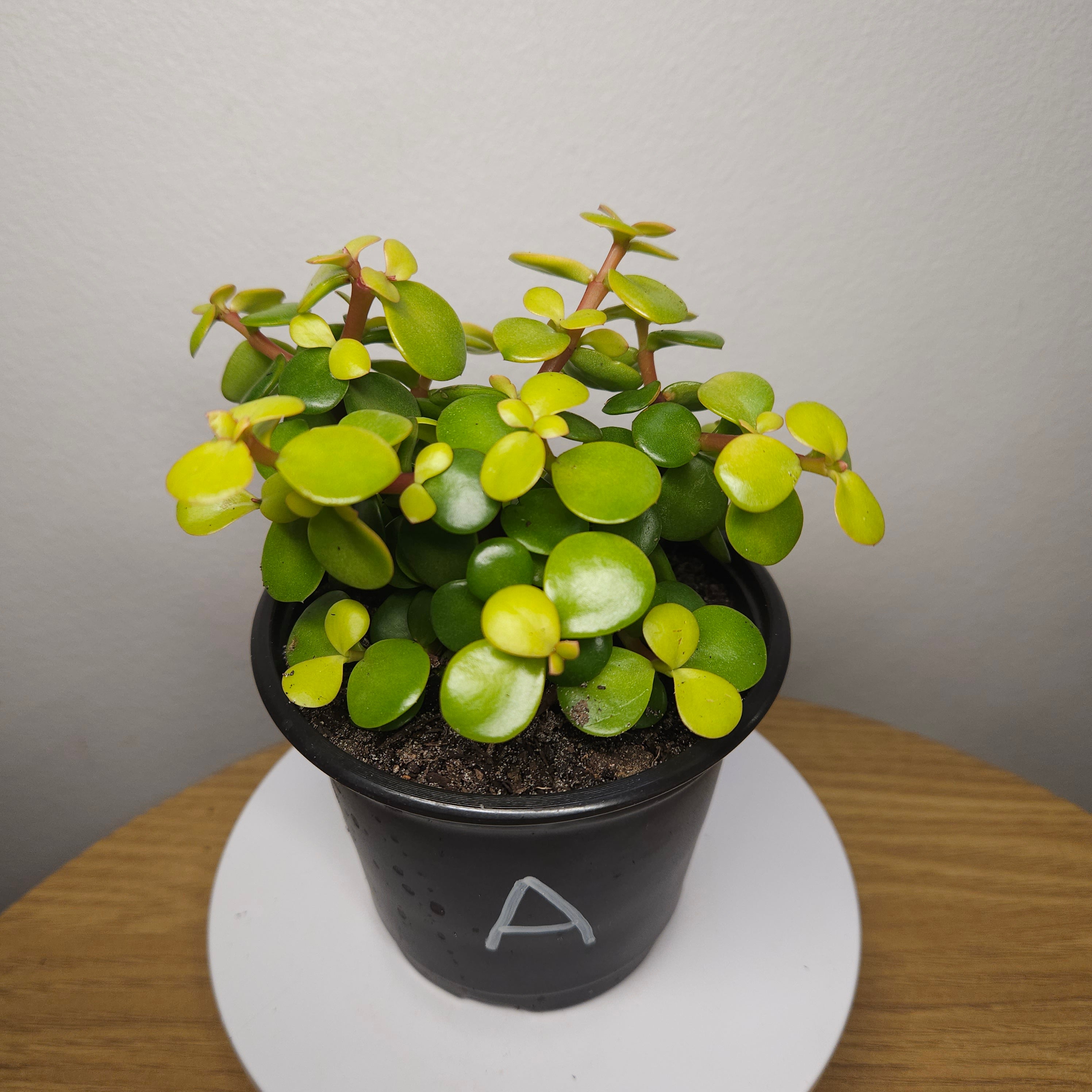 Portulacaria afra 'Aurea'