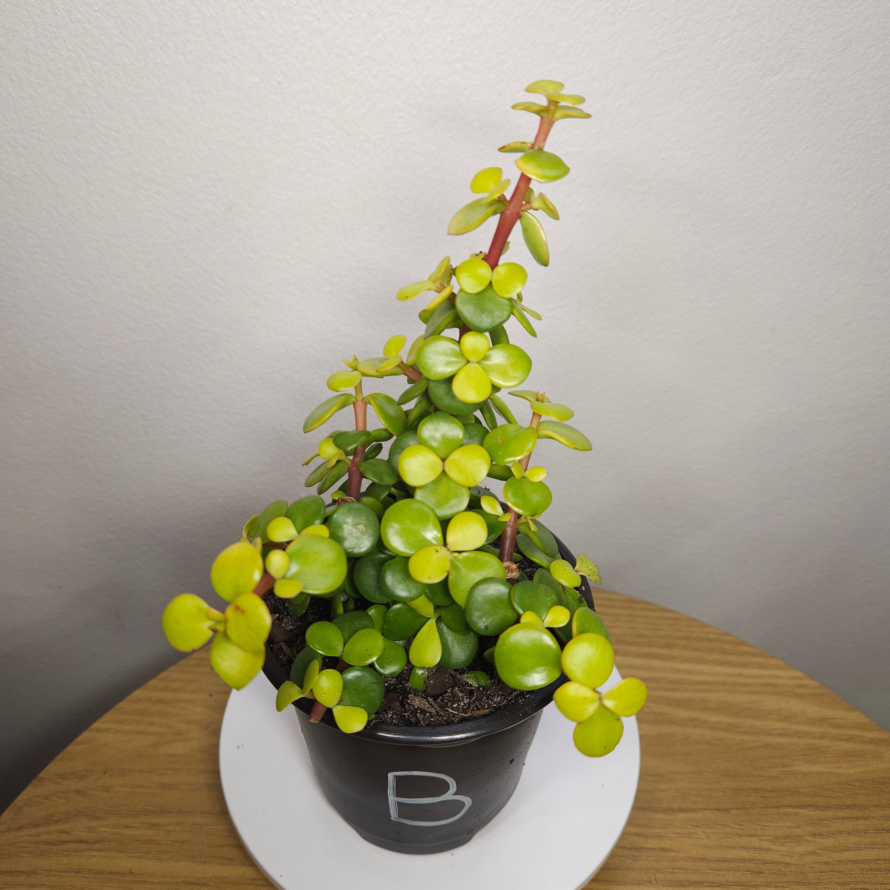 Portulacaria afra 'Aurea'