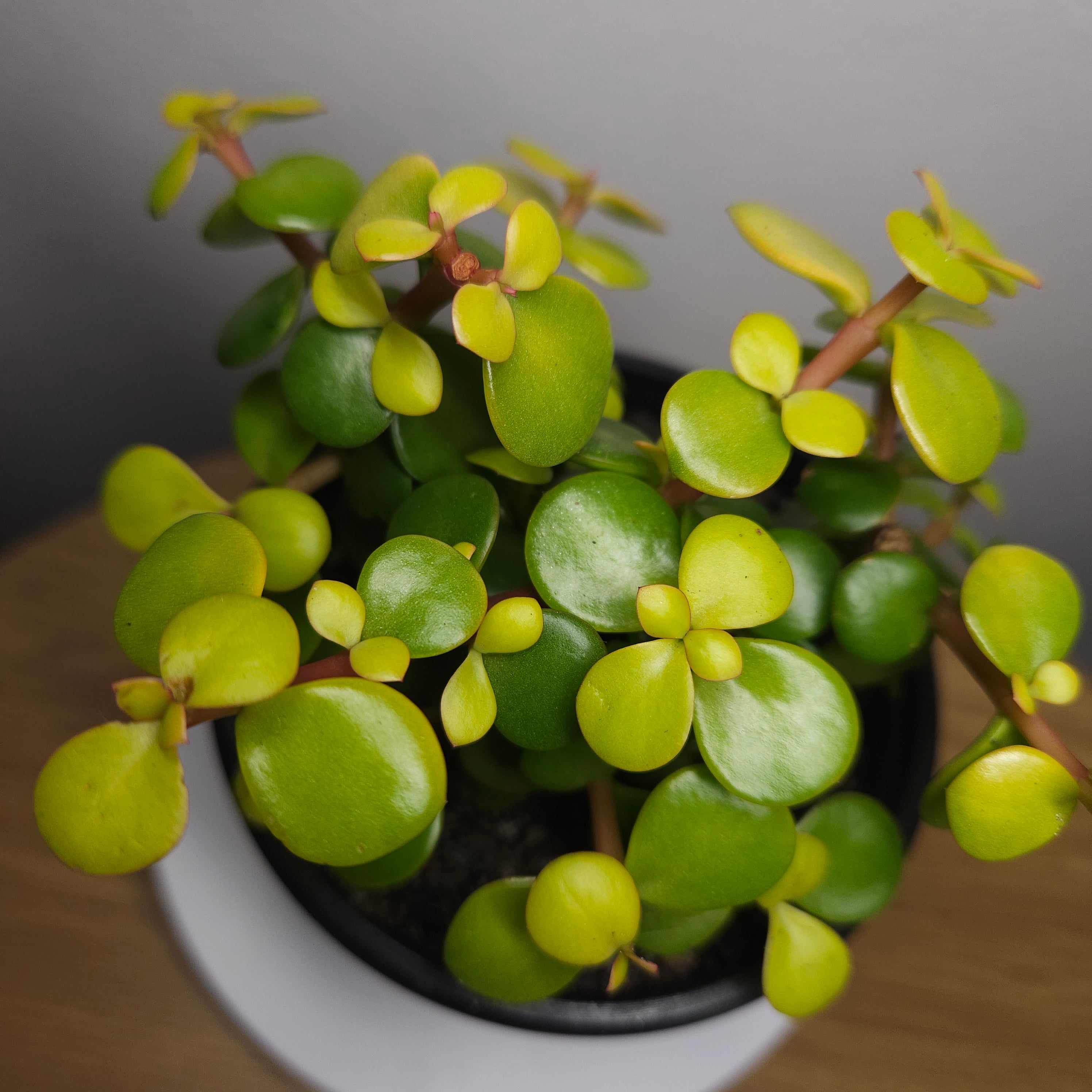 Portulacaria afra 'Aurea'
