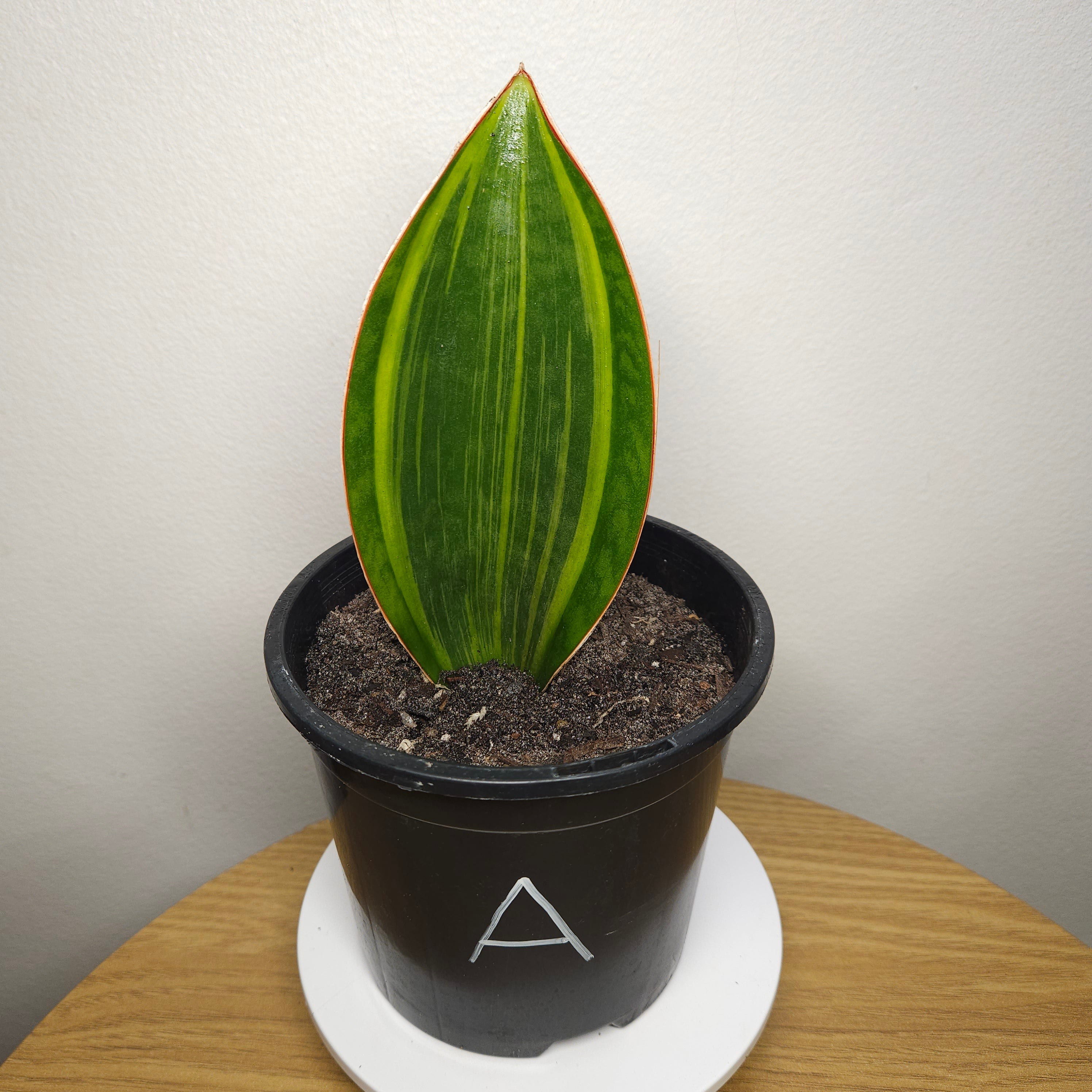 Variegated Whale Fin – Sansevieria masoniana Variegata