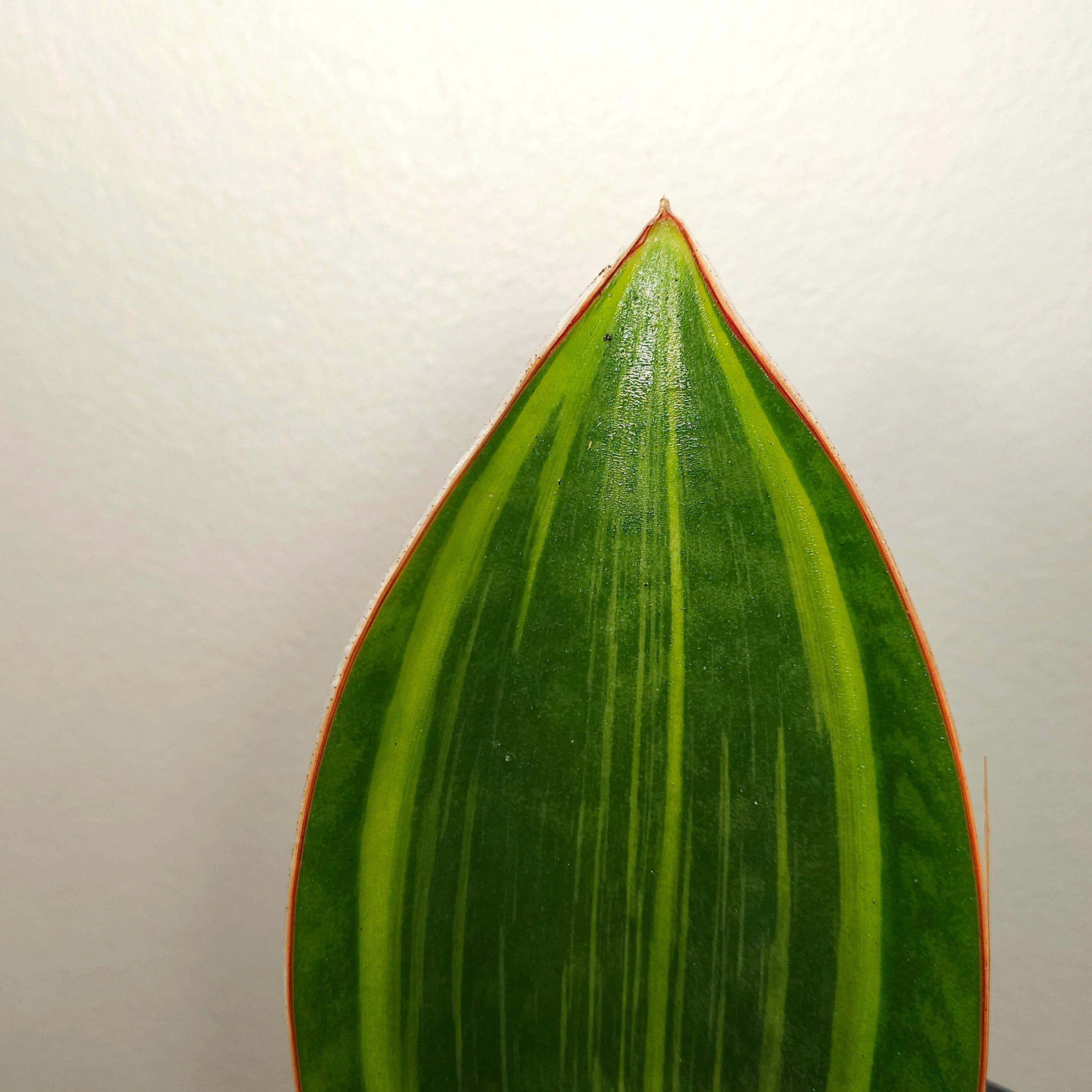 Variegated Whale Fin – Sansevieria masoniana Variegata