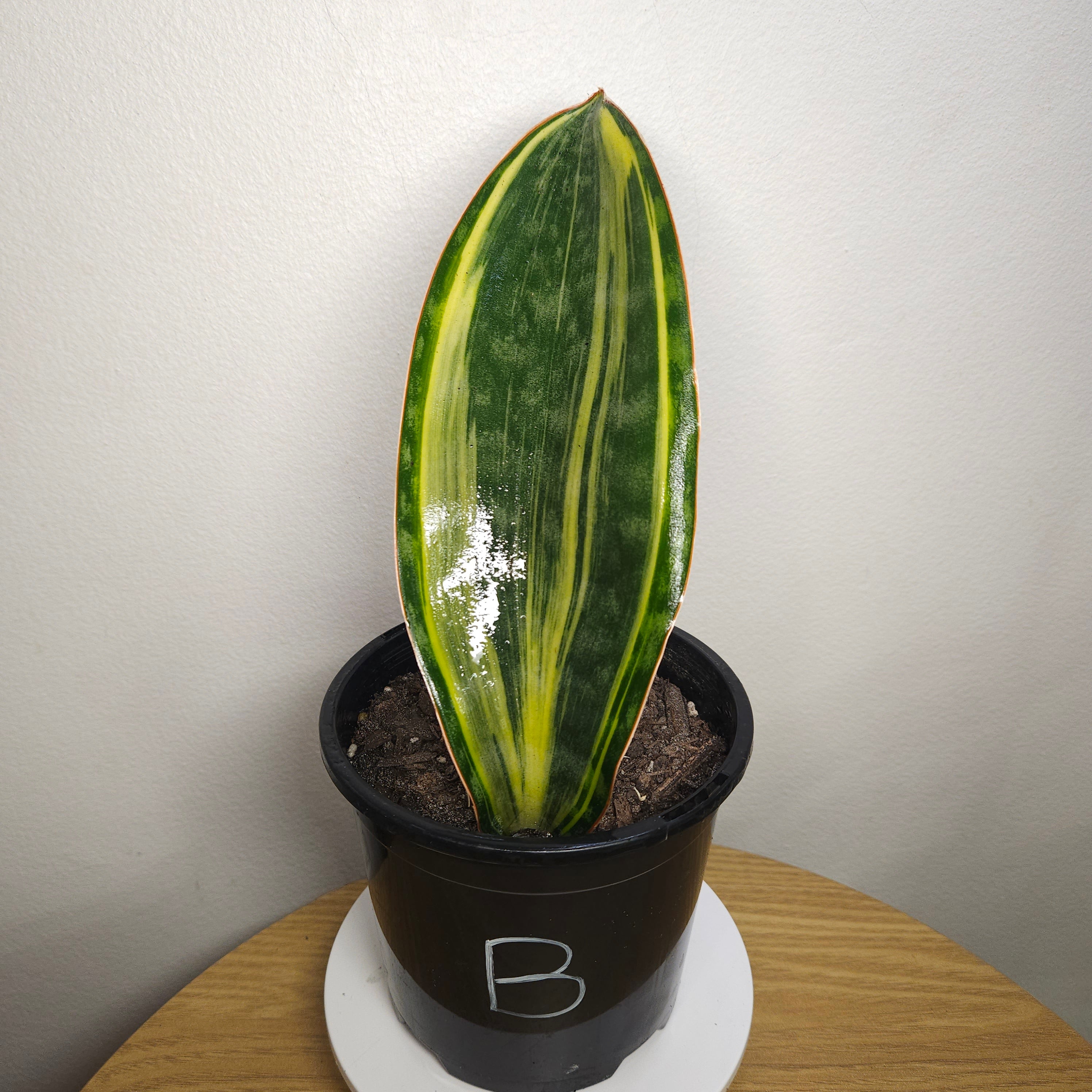 Variegated Whale Fin – Sansevieria masoniana Variegata