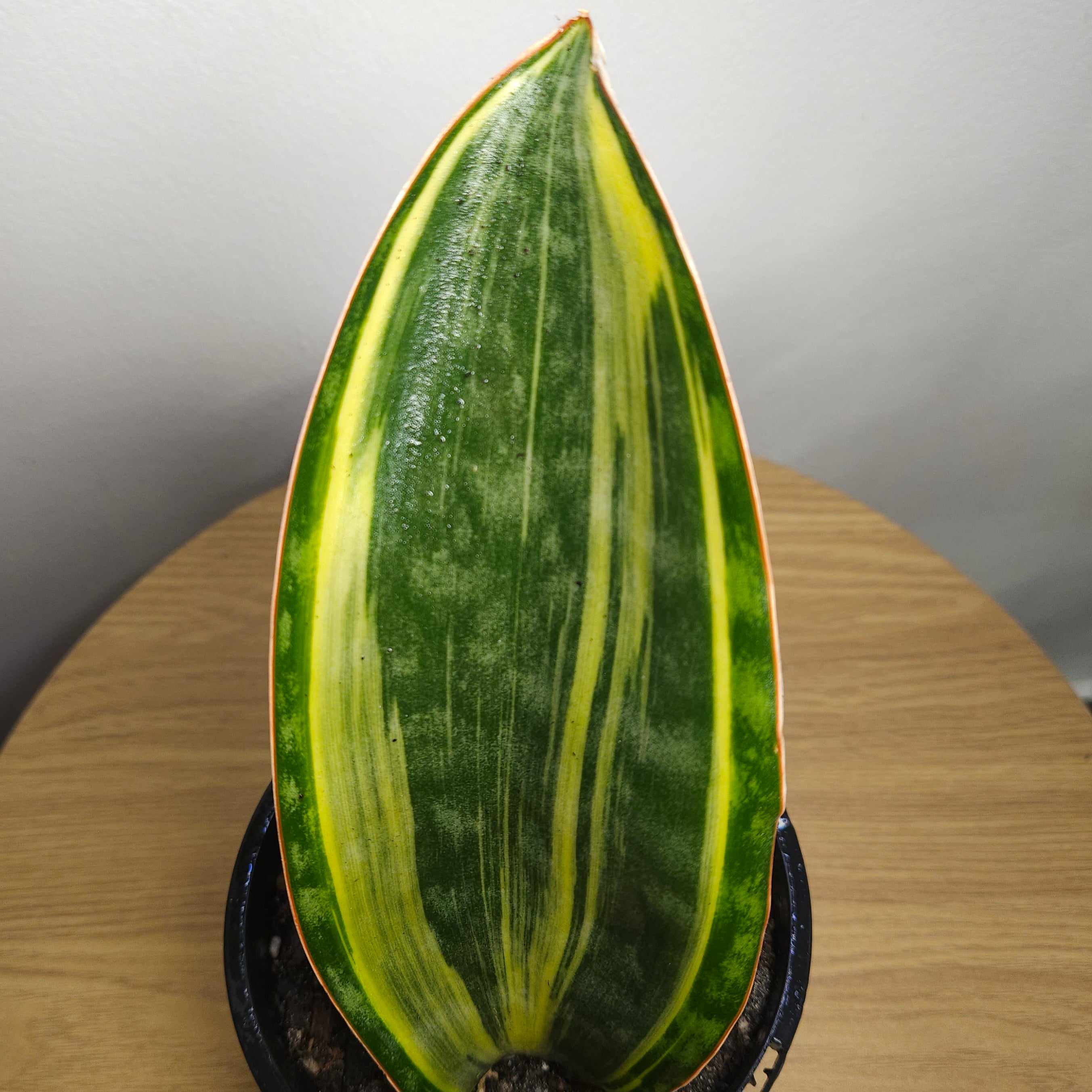 Variegated Whale Fin – Sansevieria masoniana Variegata