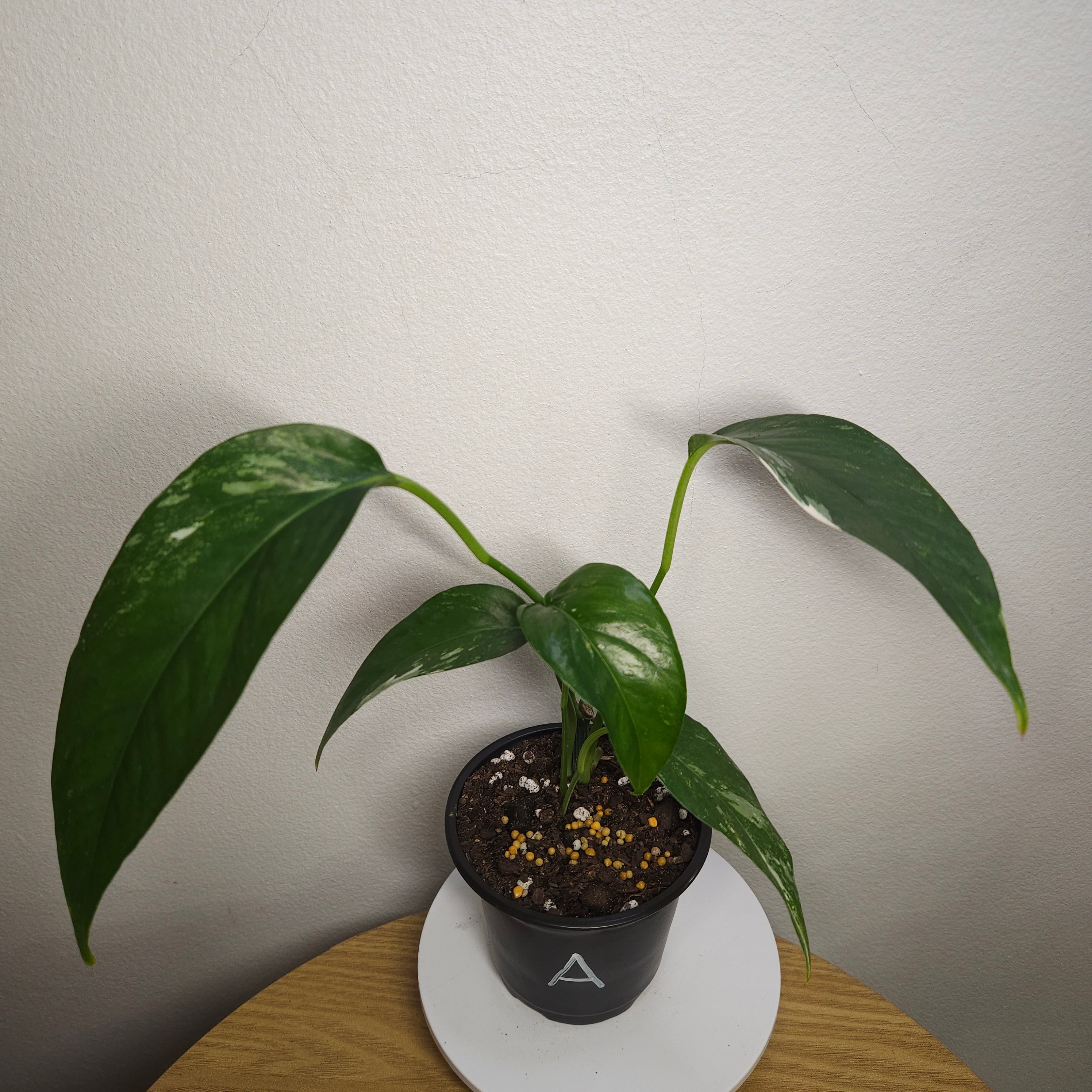 Epipremnum pinnatum Variegata – Variegated Dragon Tail Pothos