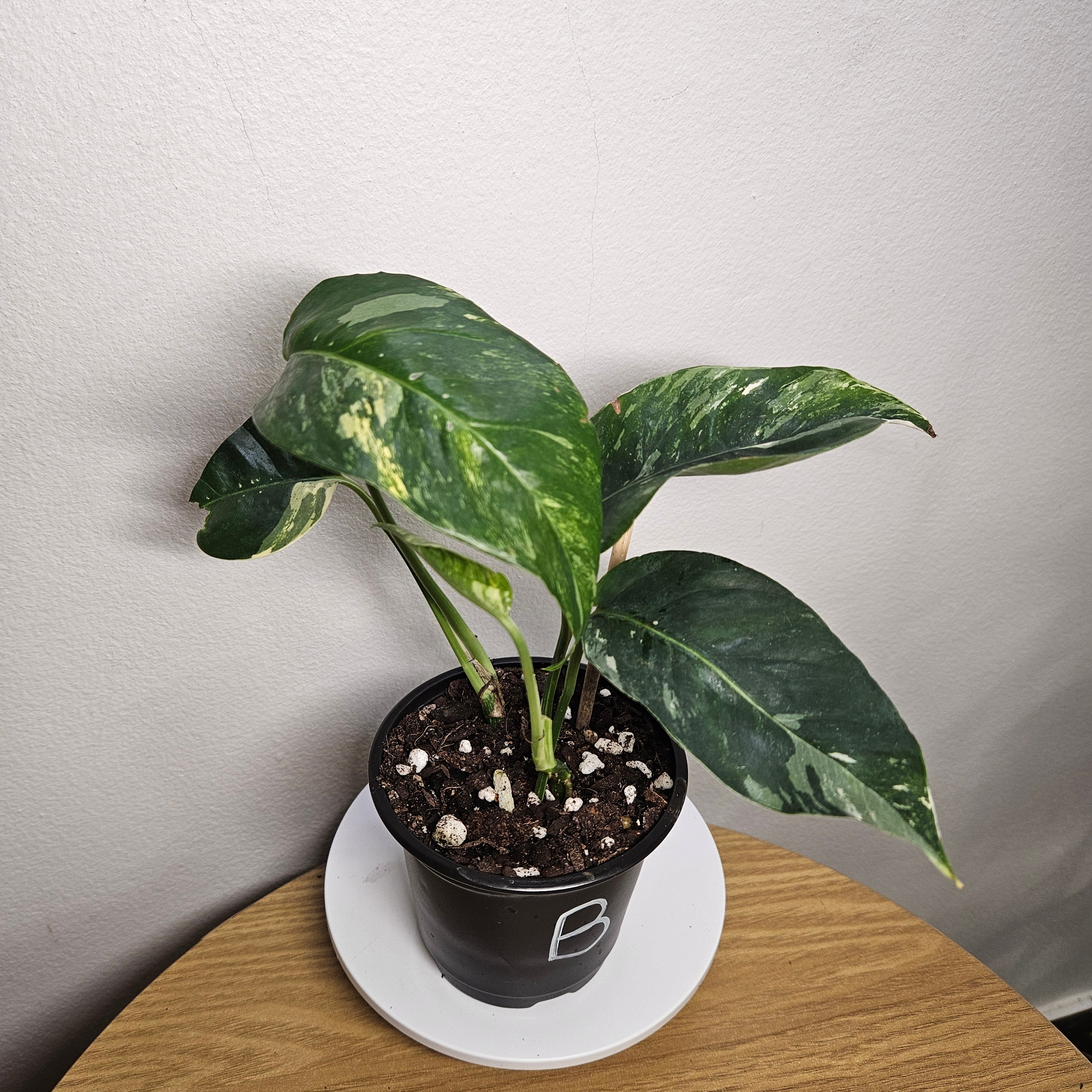 Epipremnum pinnatum Variegata – Variegated Dragon Tail Pothos