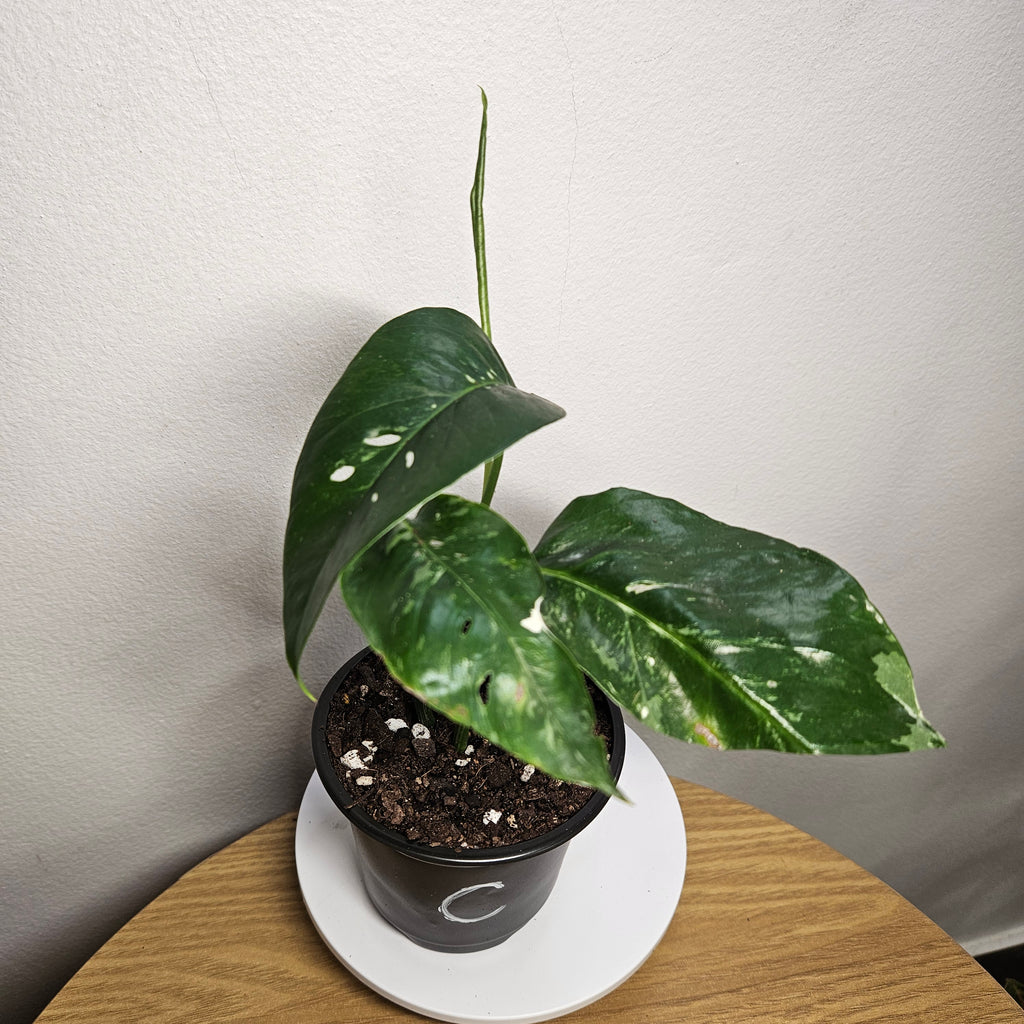 Epipremnum pinnatum Variegata – Variegated Dragon Tail Pothos