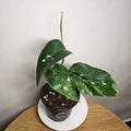 Epipremnum pinnatum Variegata – Variegated Dragon Tail Pothos